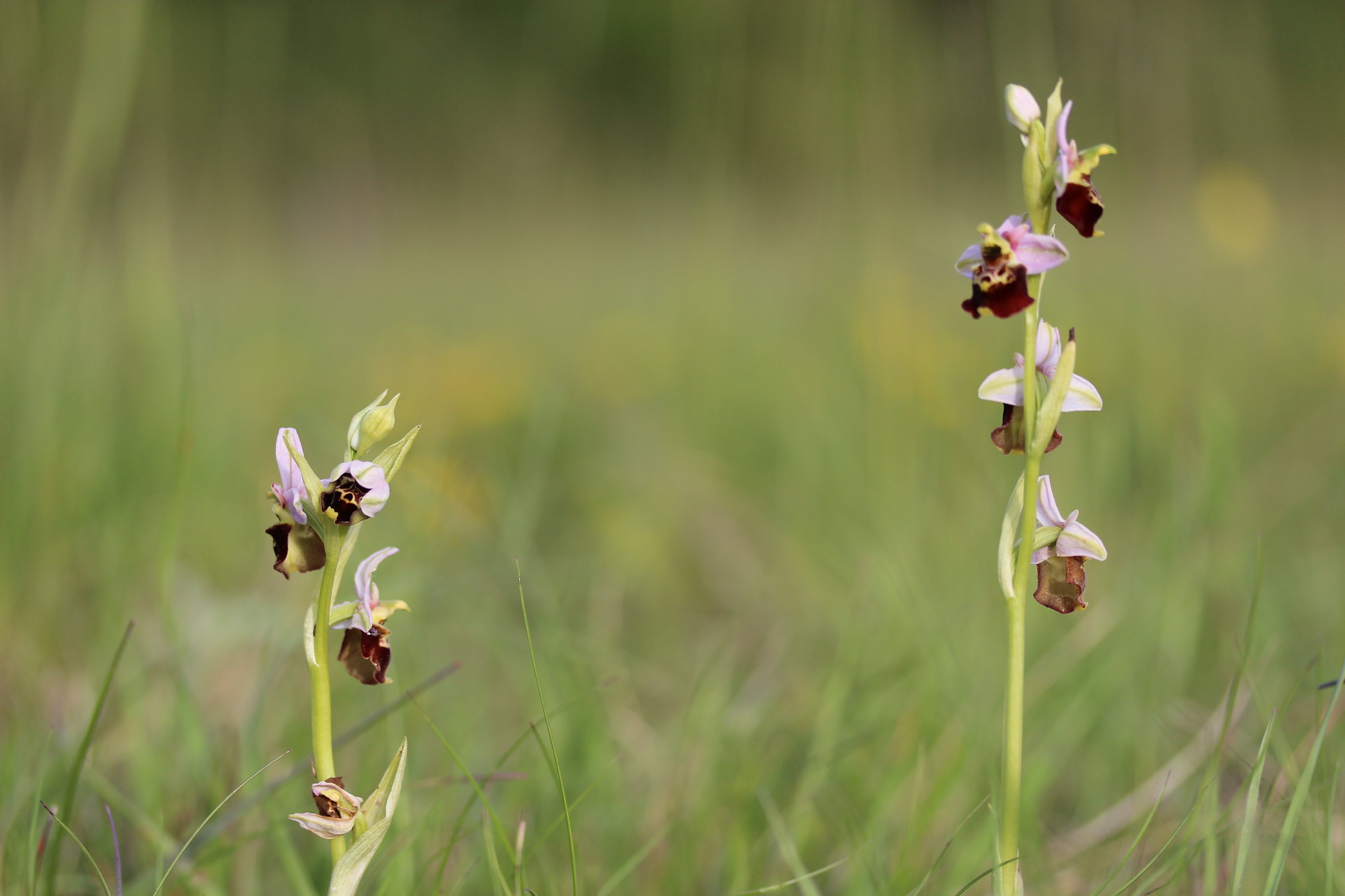 Two tall flowering stalks of late spider orchid each have several flowers. Each flower has three pink petals arranged around a single lower petal that has an ornate pattern in shades of brown and cream. 