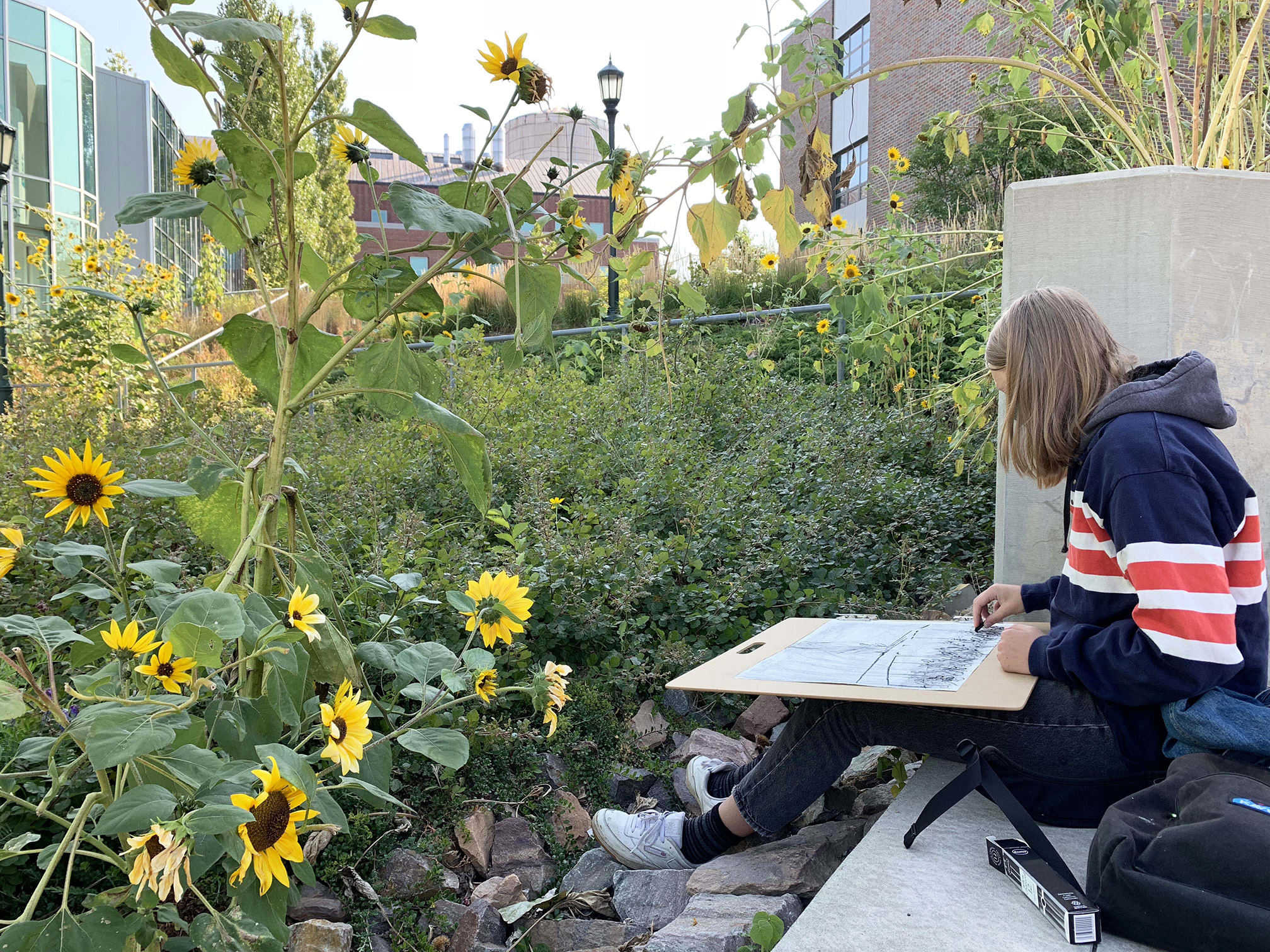 Surrounded by tall yellow sunflowers, a young woman wearing a blue sweatshirt with red and white stripes is sitting working on a drawing of the plants