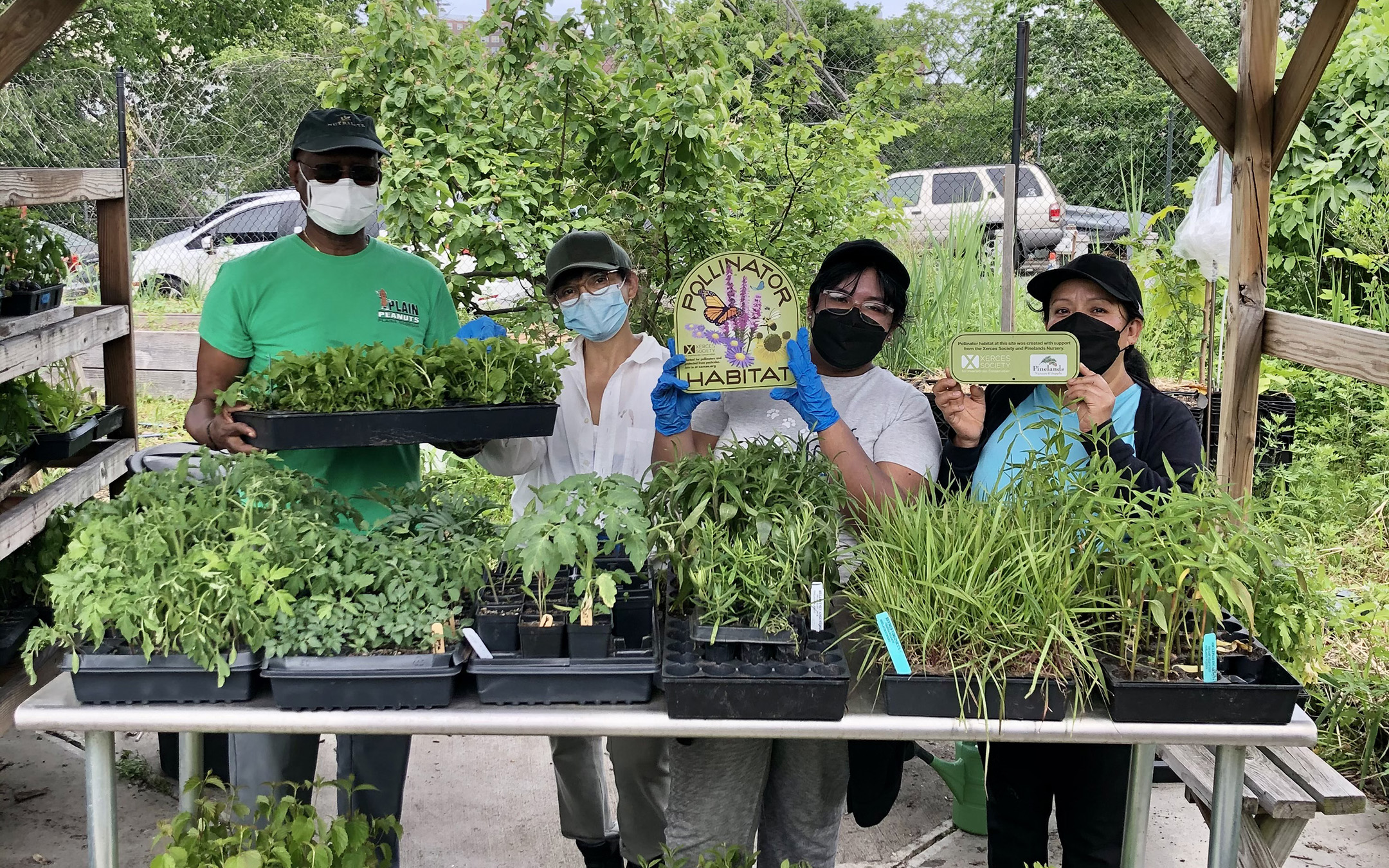 Four people stand behind a table laden with trays of small plants. They are holding plants and "pollinator habitat" signs ready for a day of hard work.