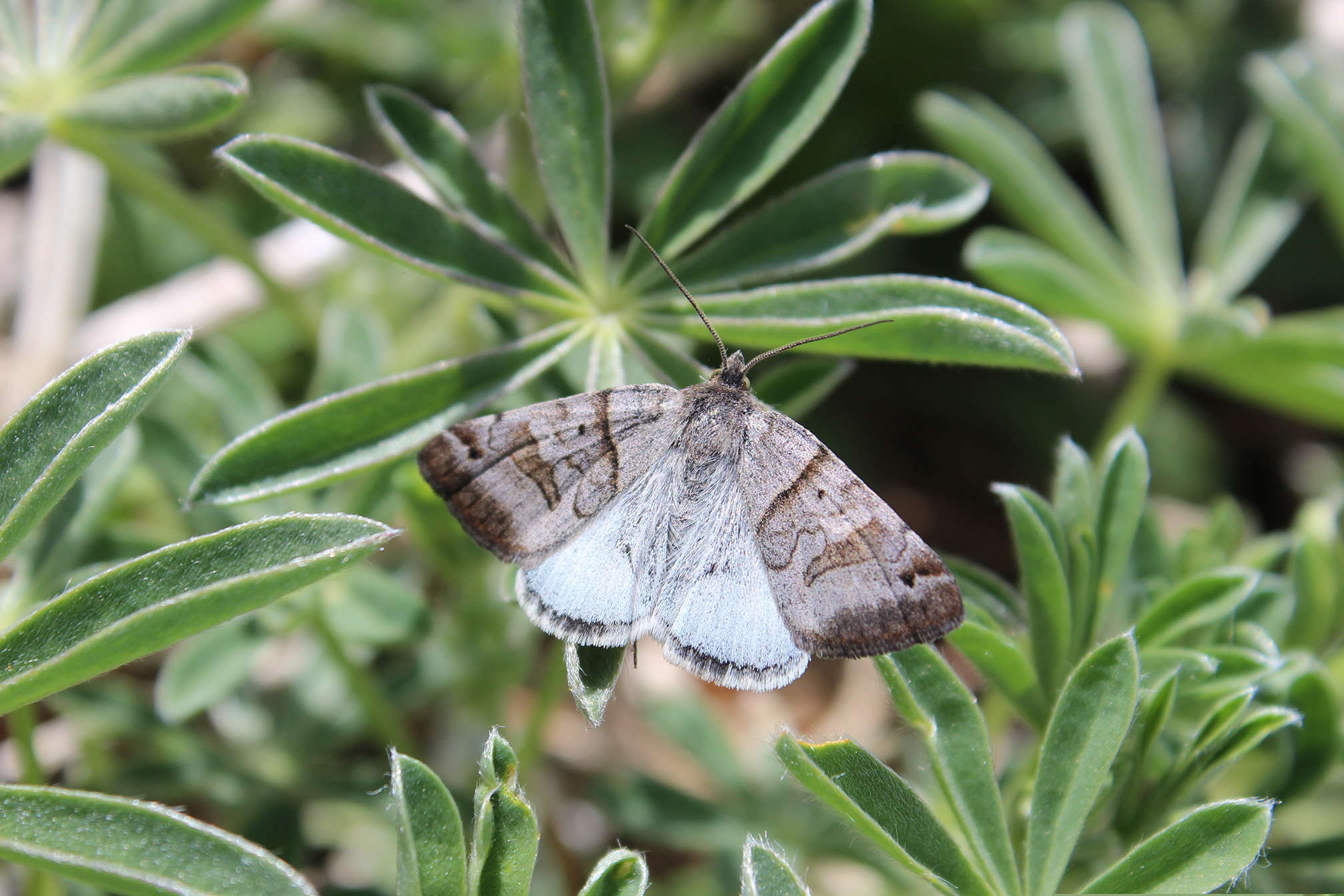 A small moth with intricate patterns in shades of pale and dark brown rests on gray-green leaves