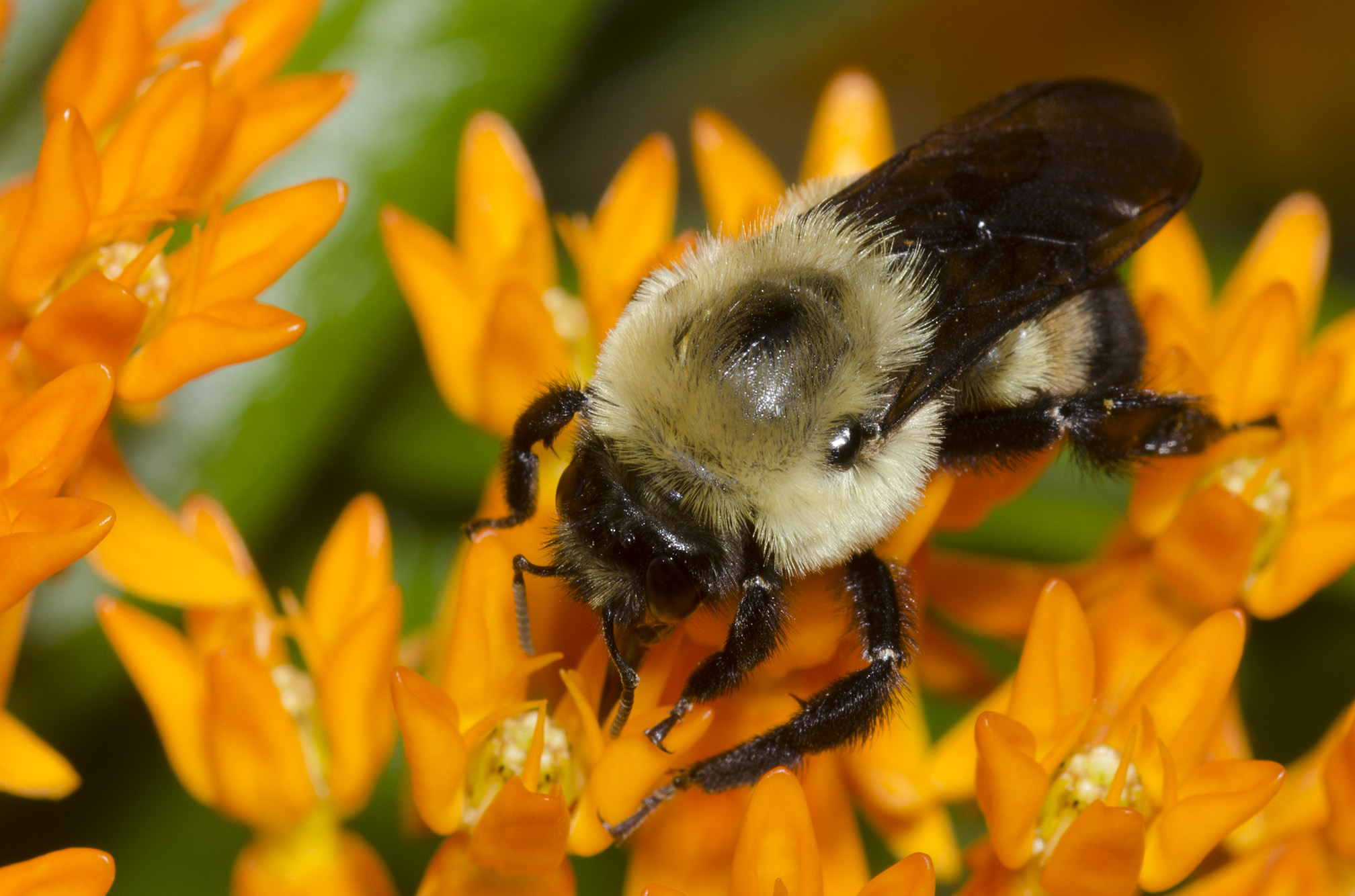Looking down at the back of a bumble bee drinking nectar from the bright orange flowers of butterfly milkweed. The bumble bee is black and yellow with a single stripe of brown.