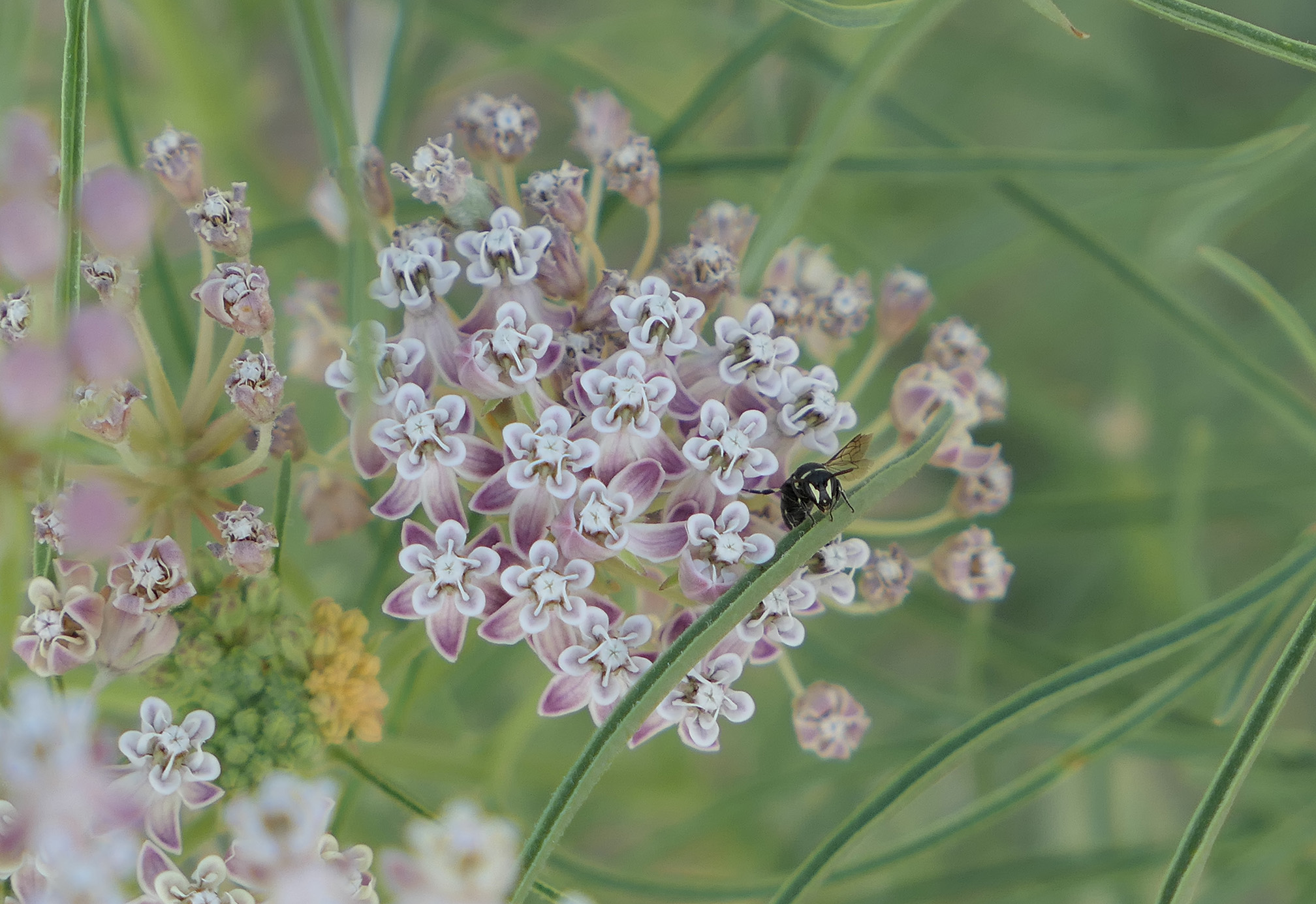 A cluster of pink-and-white flowers form the head of a milkweed plant. On the flowers is a bee. The bee is black with yellow markings on its face.