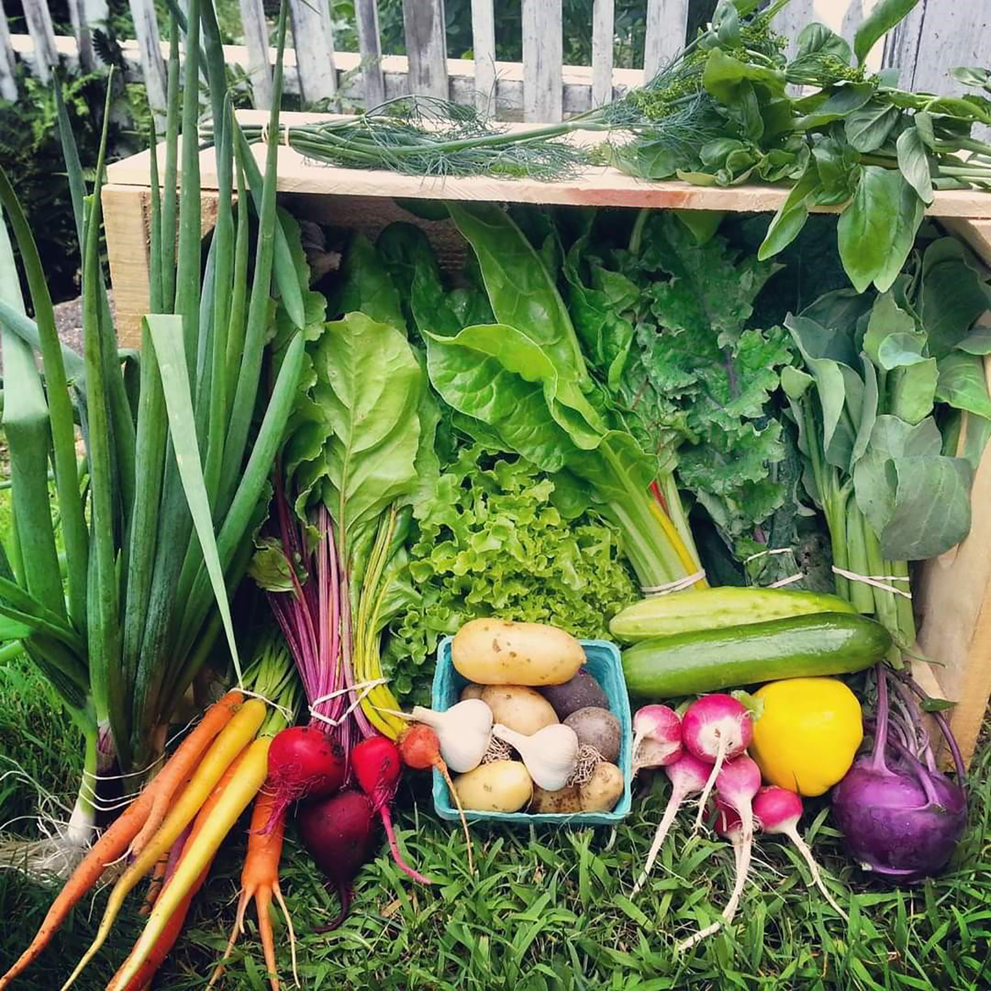 A display of farm-fresh vegetables in a wooden box. The vegetables include orange carrots, dark red beets,creamy white and purple potatoes, green leaves of Swiss chard and kale, pink radishes, and yellow and green summer squash.