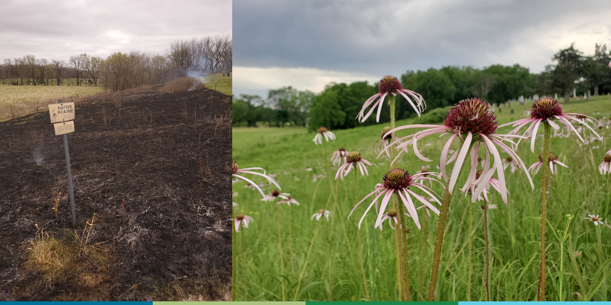 A composite inage made from two photos. The left hand photo shows a recently burned area of grassland that was set on fire to control weeds. Tiny plumes of gray smoke rise from the blackened ashes. The right hand photo shows the same area of grassland several months later. The grass has regrown and wildflowers are in bloom. The most abundant flowers have long stems, with narrow pink petals drooping down from a purple flower head.