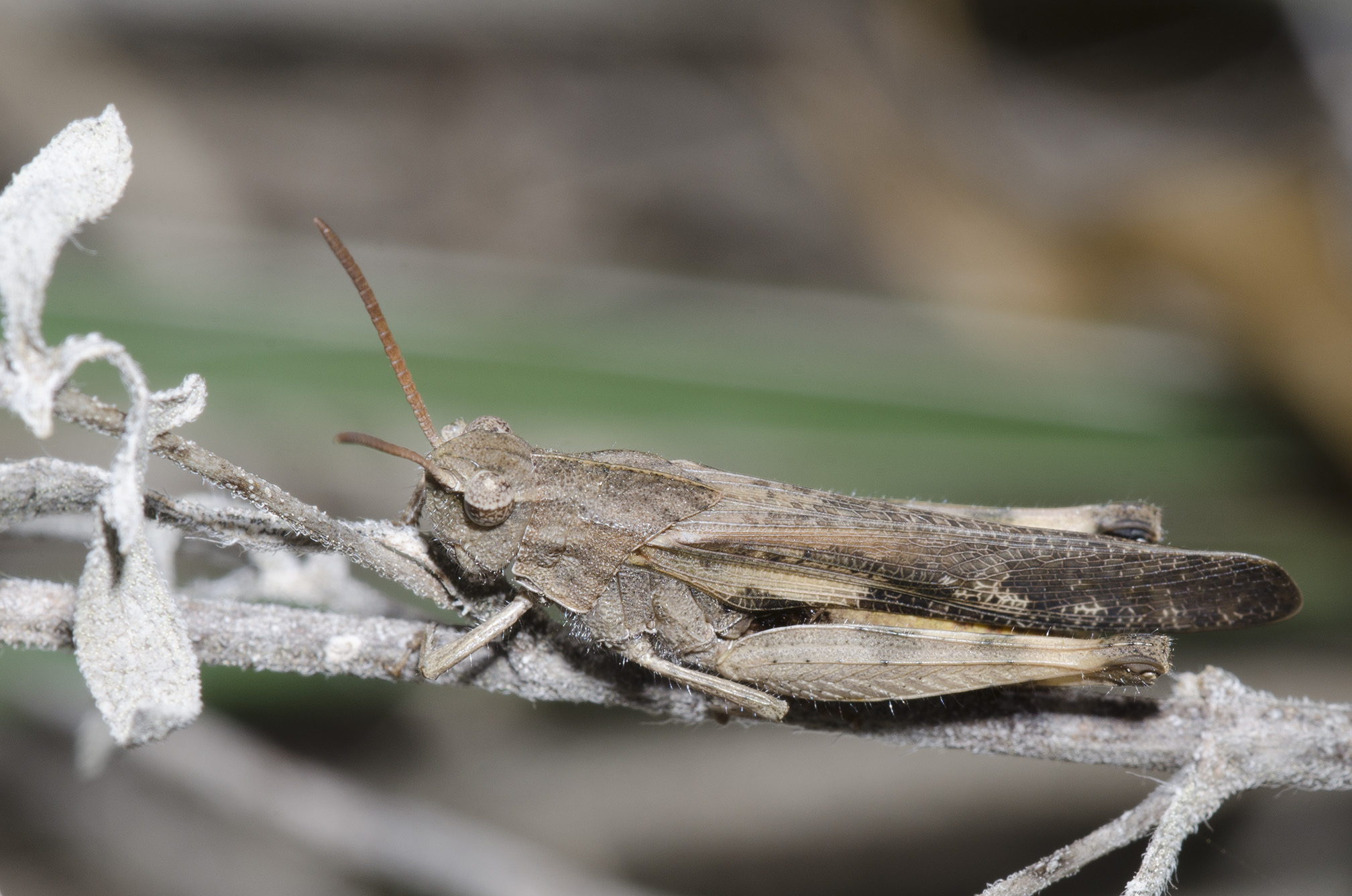 A close up of a grasshopper sitting on a brown twig. The grasshopper is facing to the left, with its wings closed over its back. It is brown.