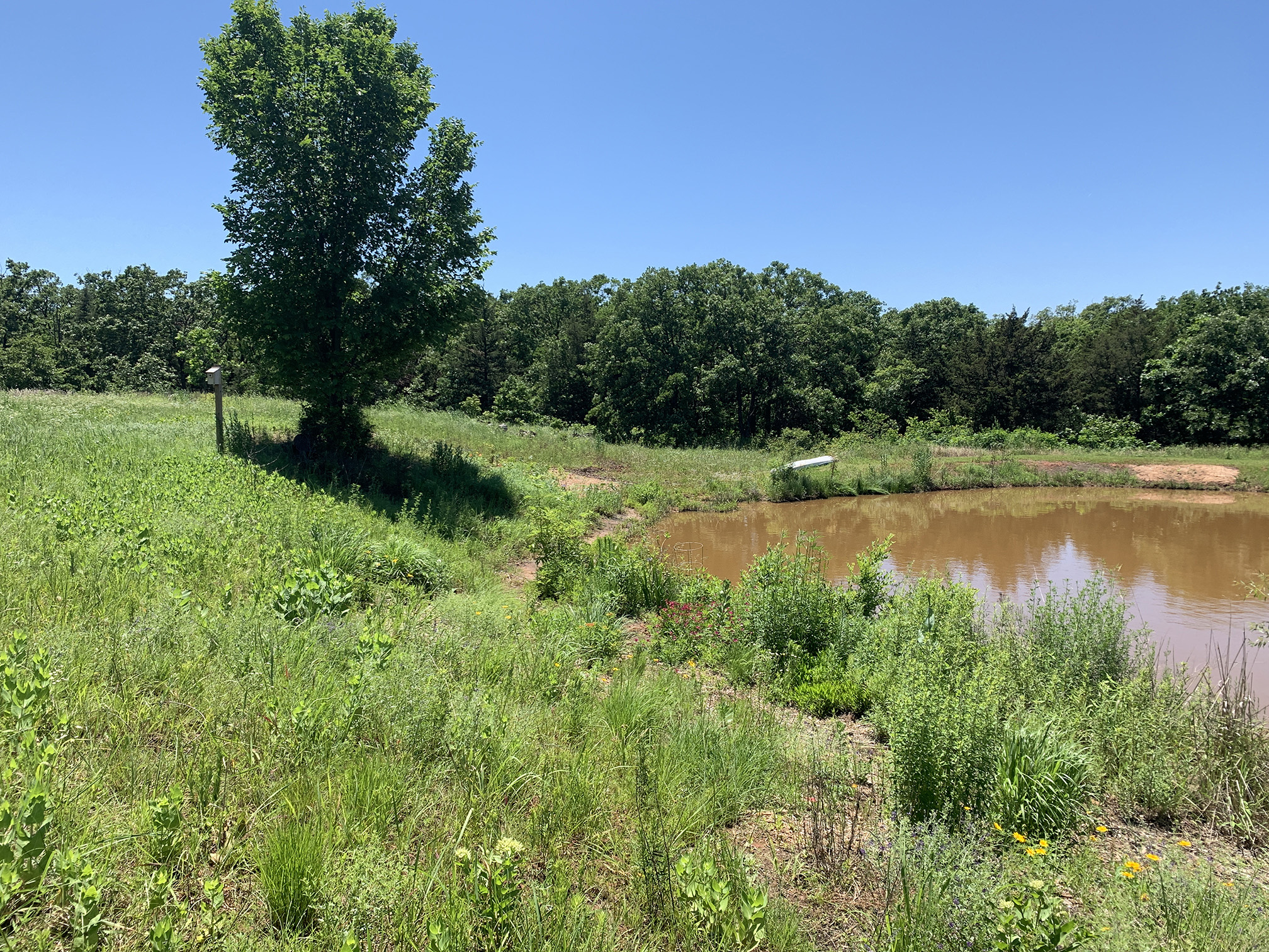 The prairie is vibrant green with freshly grown grasses and flowers. On the right is the pond, with trees in the background.