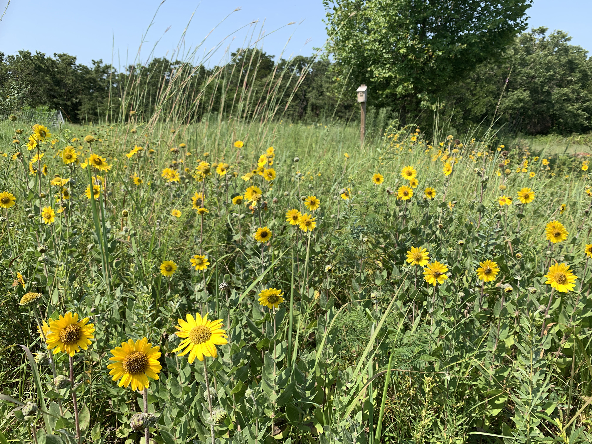 The prairie is full of tall yellow flowers. The flowers have green leaves, brown stems, and flowers that have bright yellow petals in a ring around a darker yellow center.