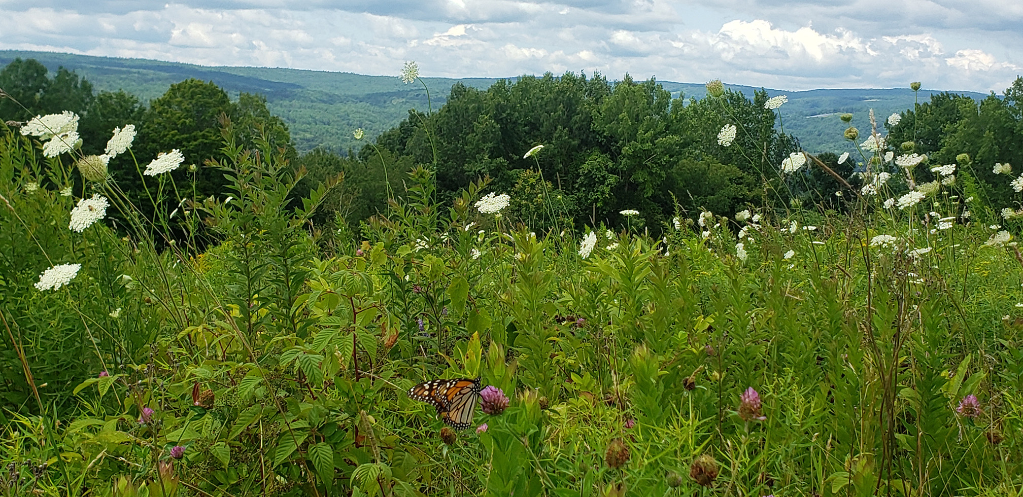 This photograph shows flowers blooming along the edge of an orchard. The flowers include the white disk-shaped flower heads of Queen Anne’s lace and dark-pink ball-shaped flower heads of red clover. An orange-and-black monarch butterfly is resting on one of the clover flowers. In the distance can be seen green forest covering gently sloping hills. The sky has white and pale gray clouds.