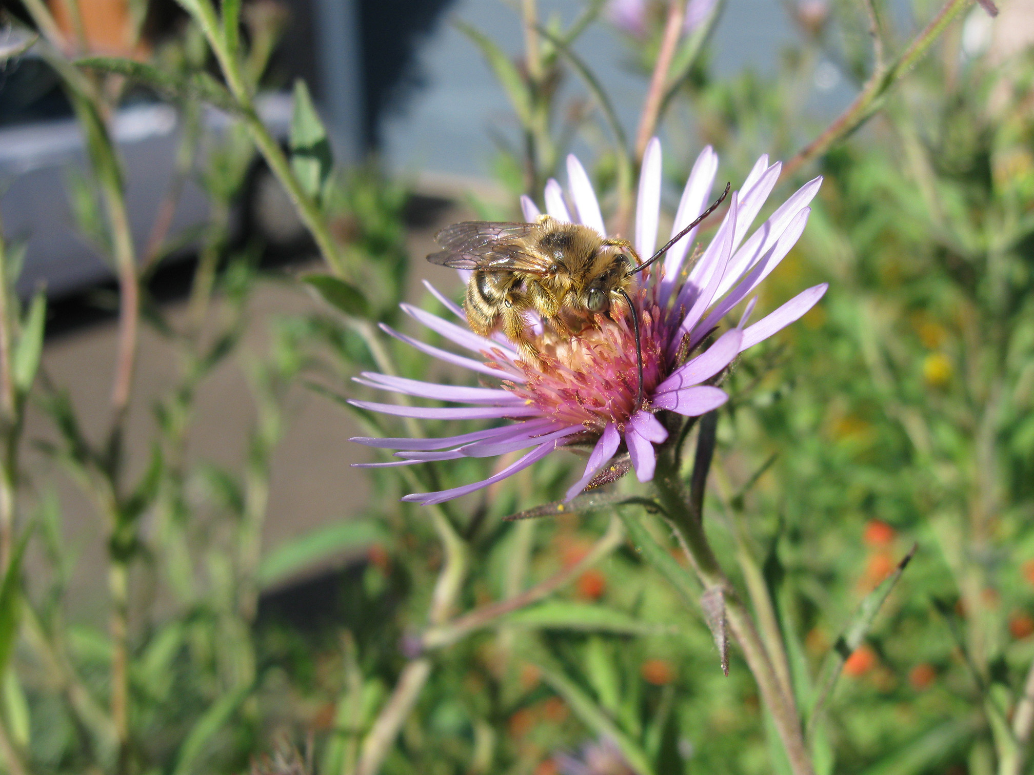 A bee foraging on a yellow and purple flower in a suburban garden. The bee is golden-brown and hairy, and has very long antennae. The flower has many narrow, purple petals that radiate out from the yellow center. The flower is growing in a flower border beside a house. Behind can be seen a blue garage door and a white sedan parked on the driveway.