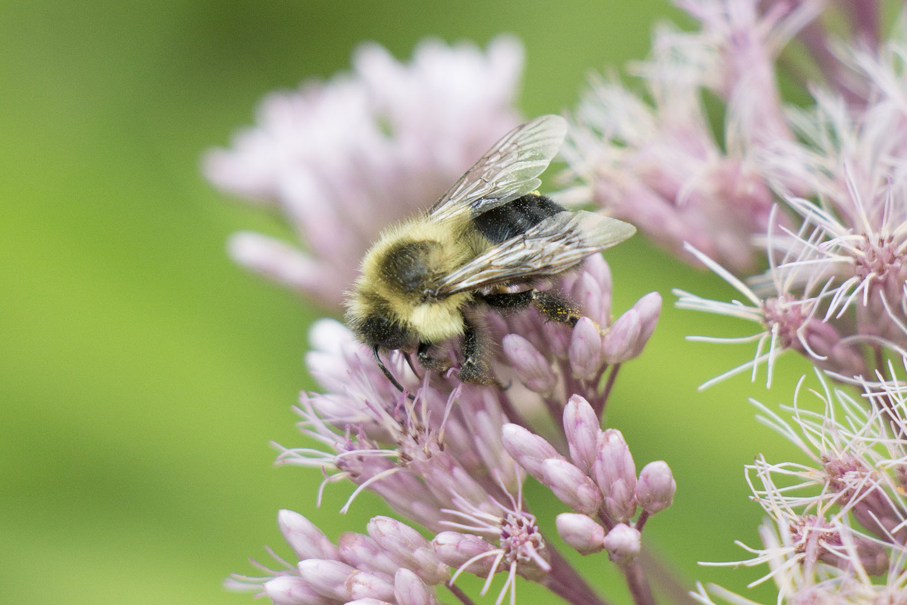 A hairy, yellow-and-black bumble bee forages on a pink flower head of joe-pye weed.