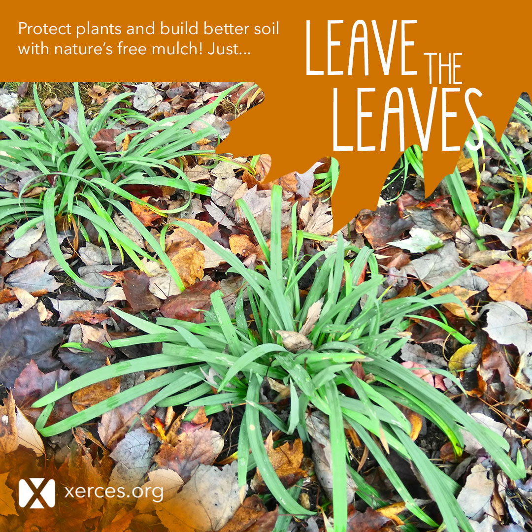 A garden with leaves around bright green plants is shown in this Leave the Leaves! graphic.
