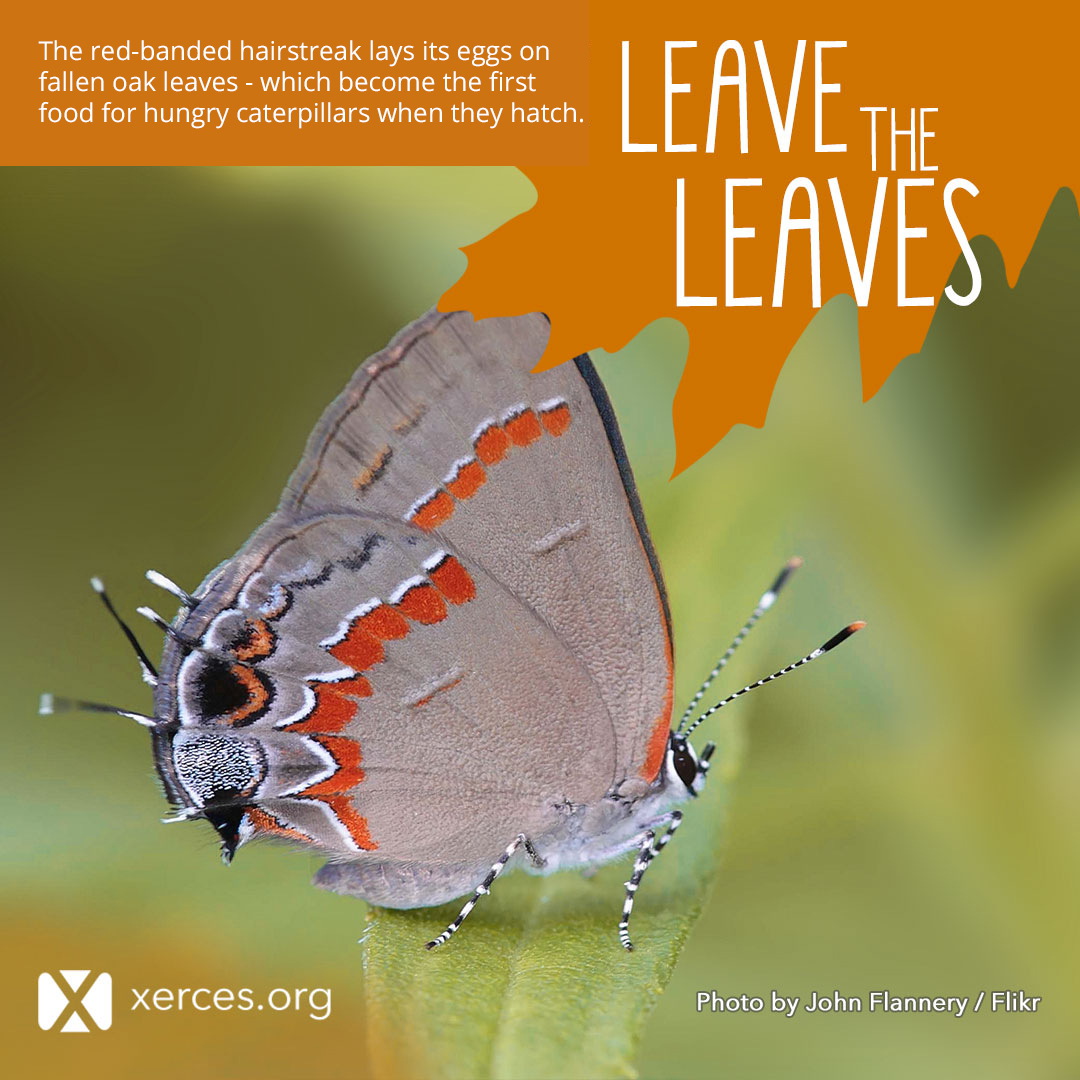 A gray butterfly with bright red details is shown in this Leave the Leaves! graphic.