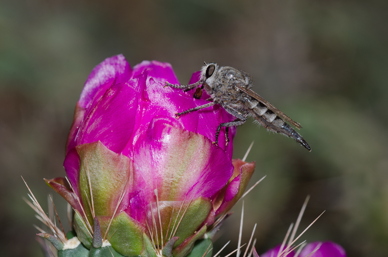 A gray fly with a large head, large eyes, and a longish body that tapers towards its tail is perched on a bright magenta cactus flower.