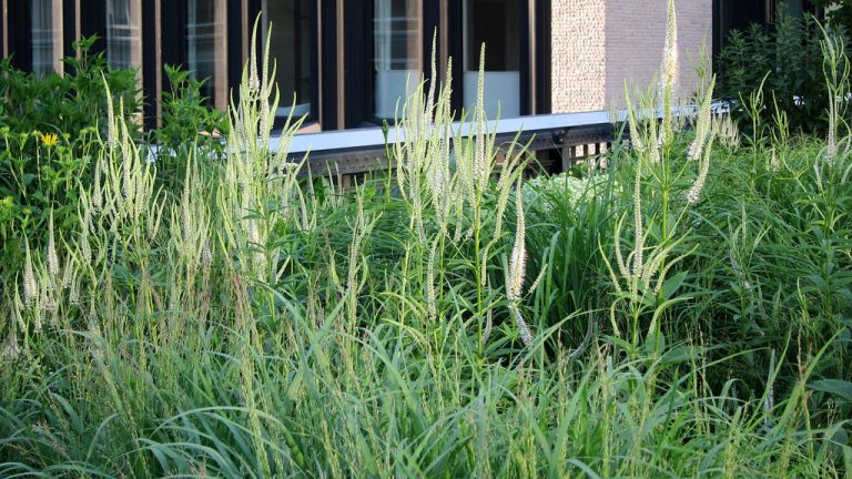 Culver’s Root stands tall amongst ornamental grasses on New York City’s High Line.