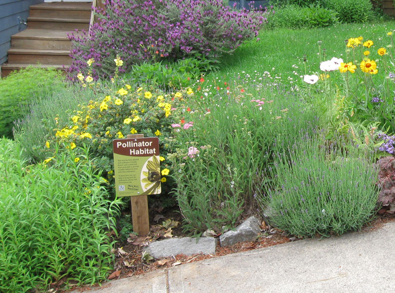 front yard pollinator garden