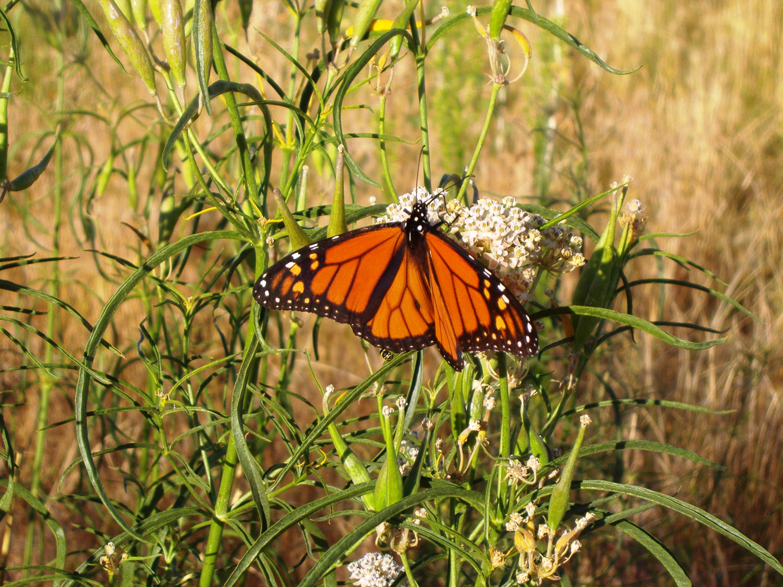 Monarch butterfly drinks nectar from flowers of narrowleaf milkweed