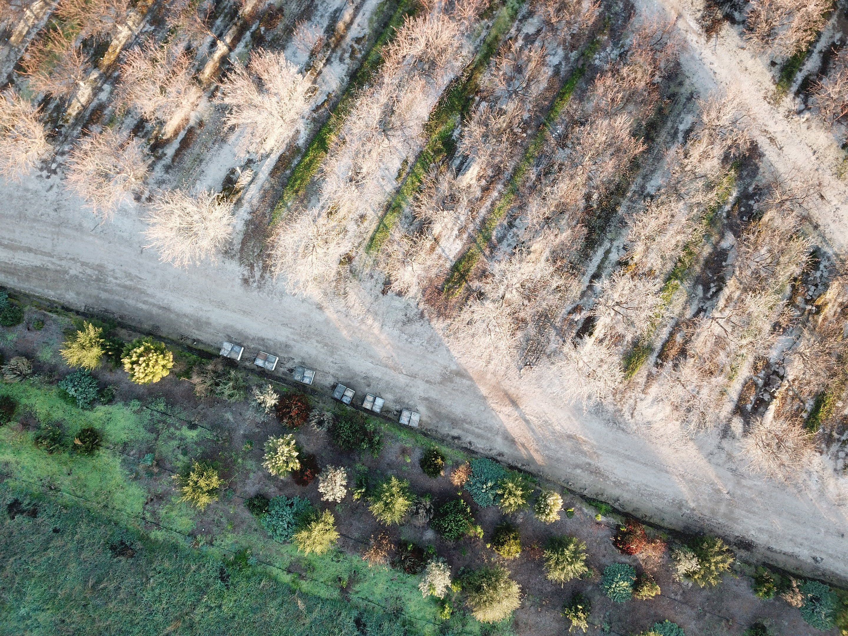 An aerial view looking down on an almond orchard. At the bottom of the photo, the greenery of the hedgerow planted as habitat for bees contrasts with the straight rows of almond trees above.