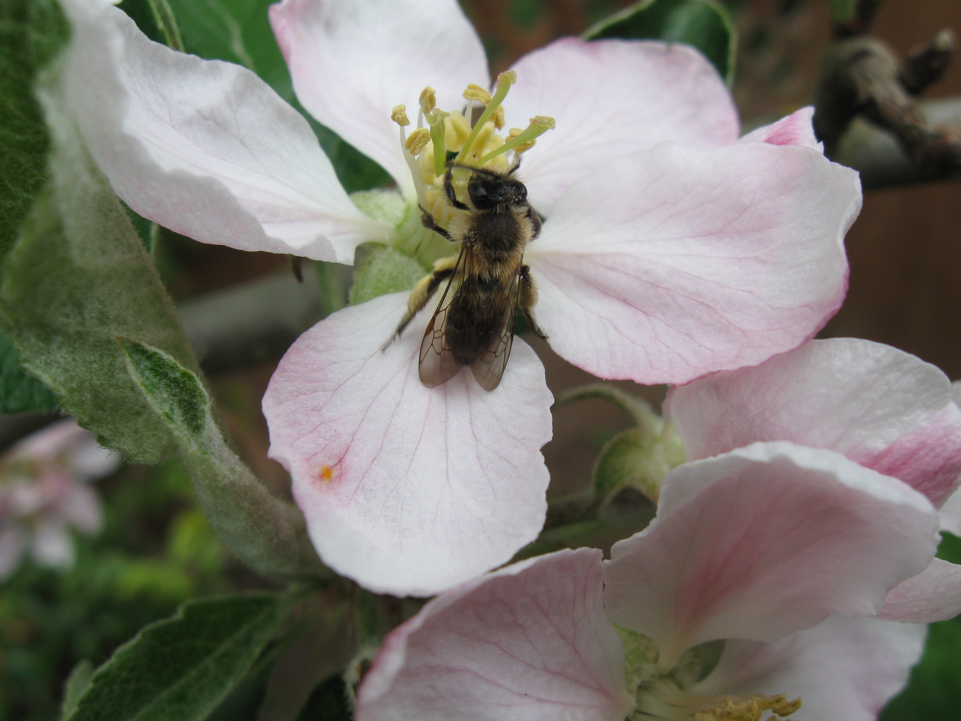 A mining bee works in an open pink-and-white apple blossom.