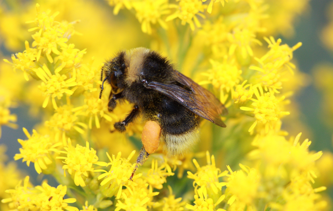 A dark-colored bumble bee adds to its prodigious pollen baskets atop many small, yellow flowers.