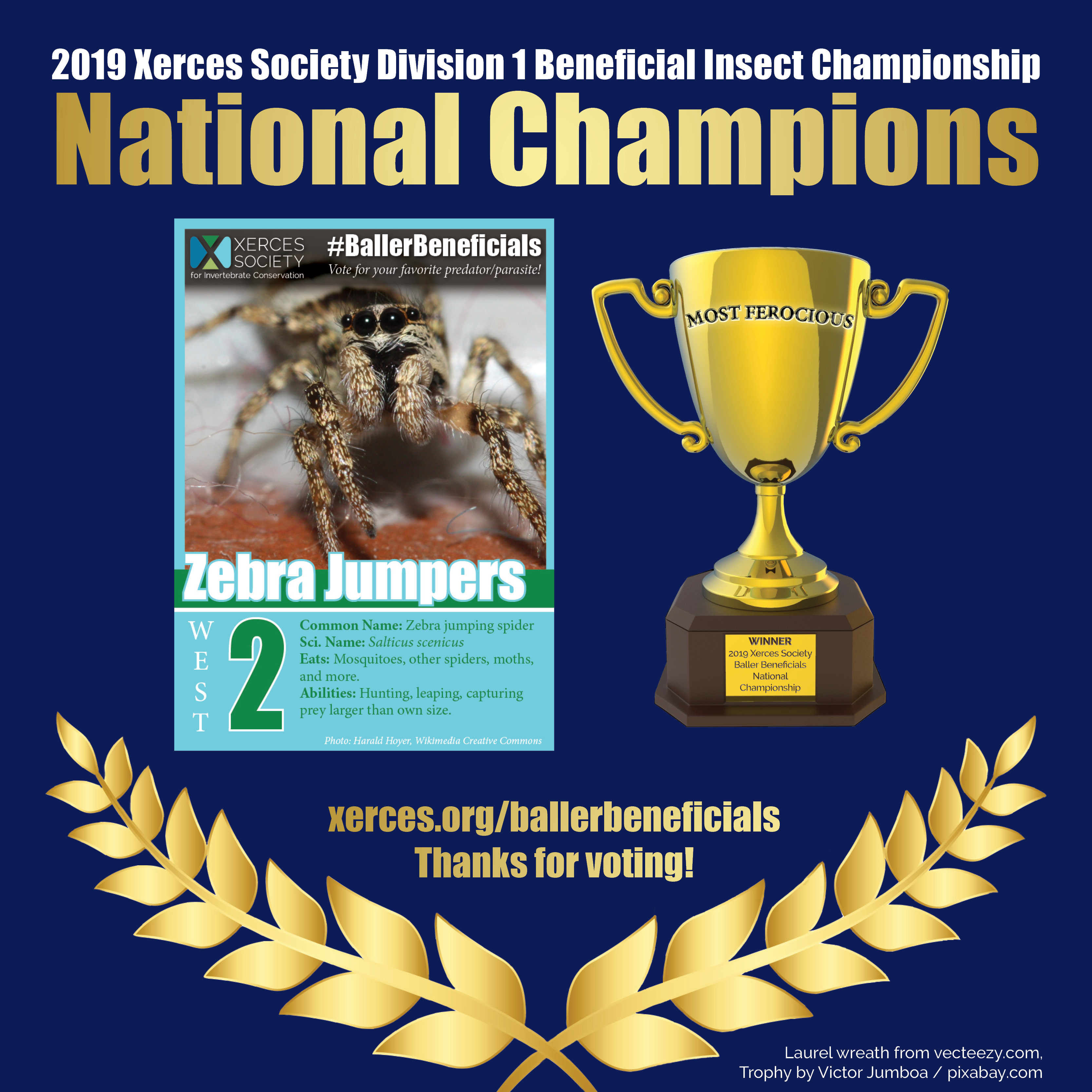 National championship: zebra jumpers