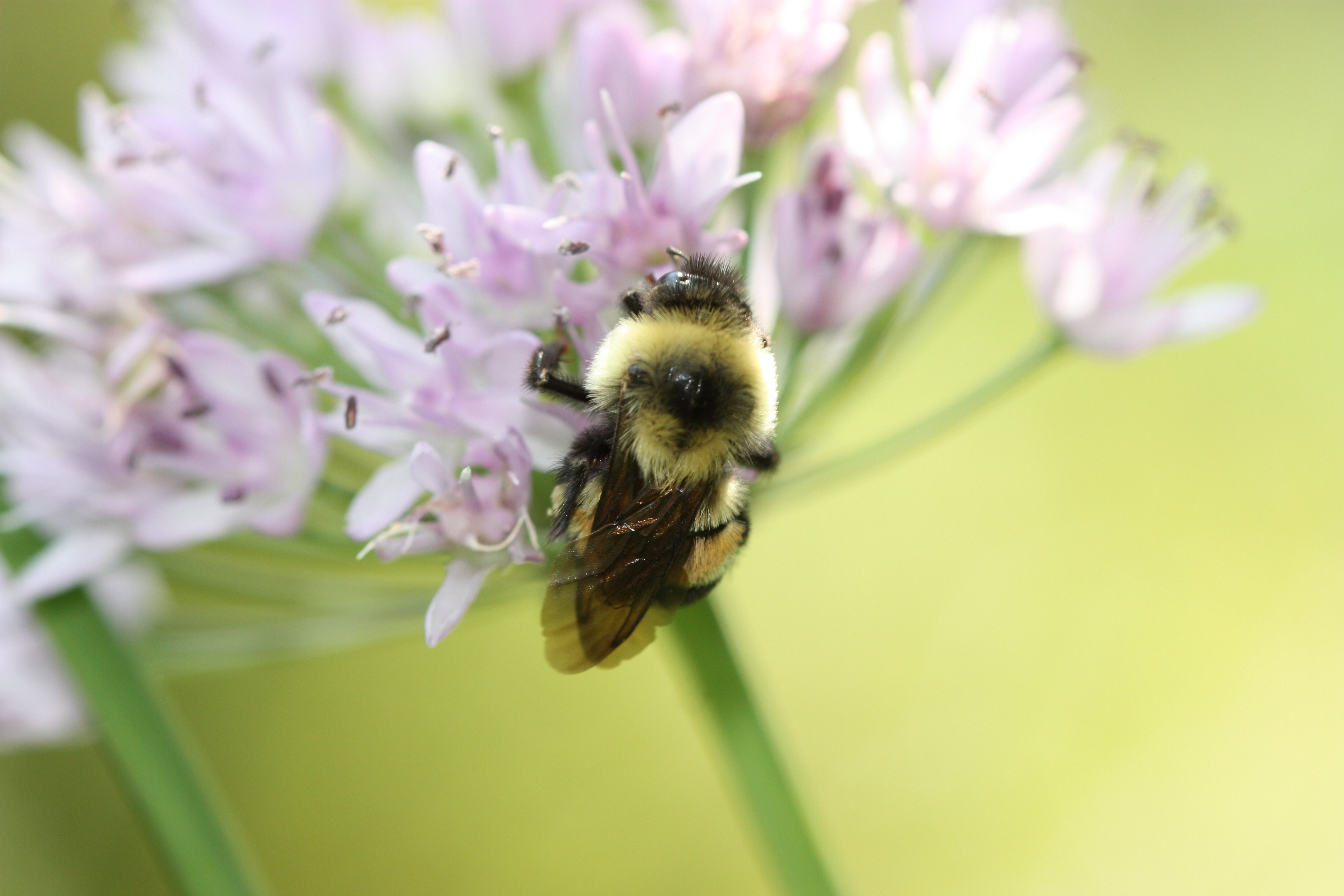 A fuzzy, yellow and black striped bumble bee with a rust-colored patch on its back clings to a cluster of pale purple flowers. The background, which is blurry, is bright green.