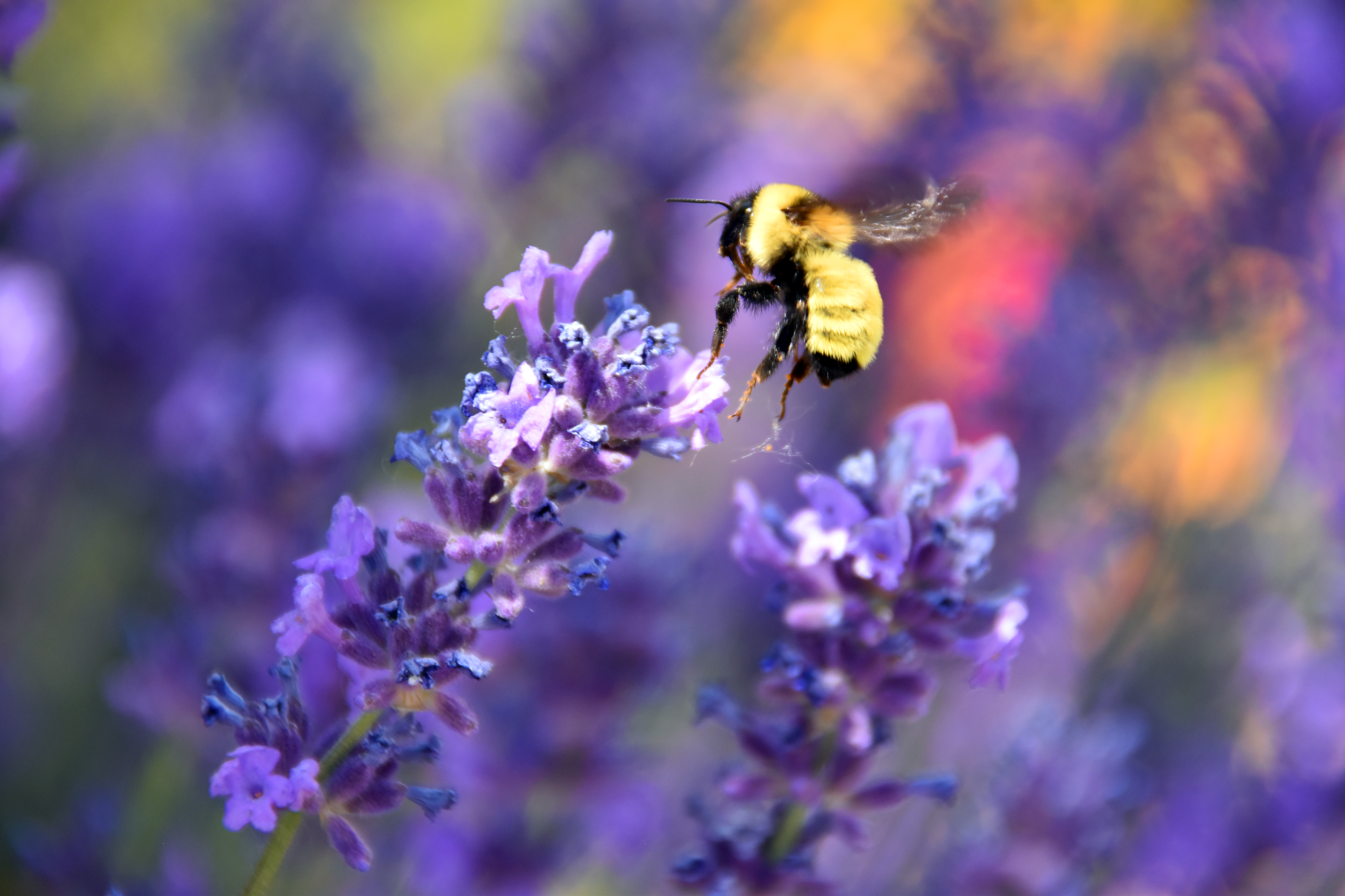 A fuzzy, primarily yellow, bee flies towards a purple sprig of flowers. The bee and the flowers are in sharp focus. The background, made up of purples and reds, is blurred.