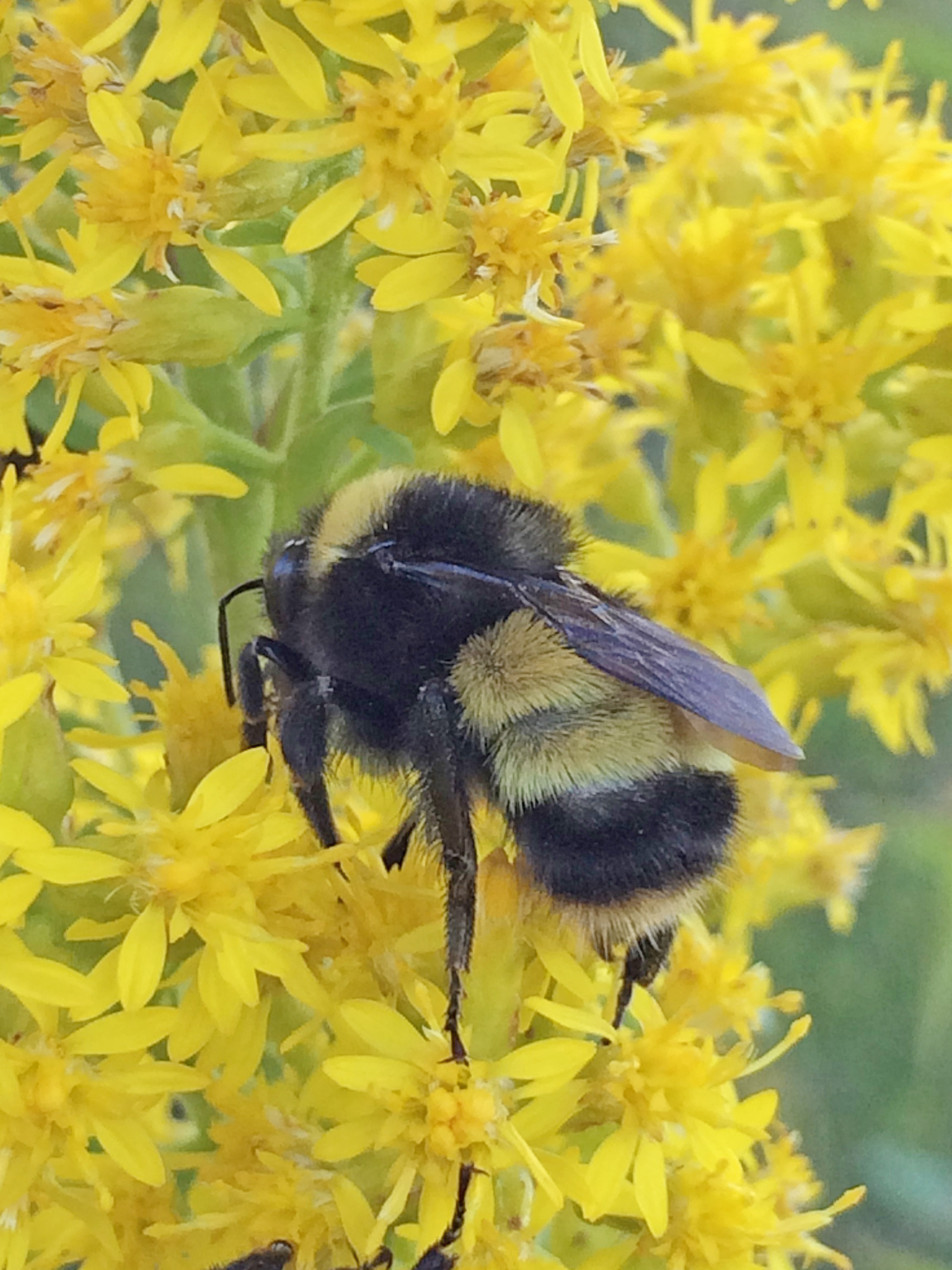 A bumble bee with two yellow bands in the center of its body pollinates a cluster of yellow flowers.