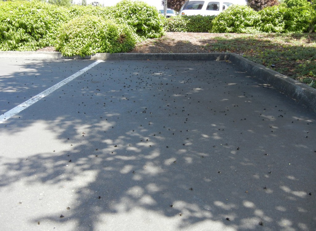 Dead bees in the thousands cover a single parking space.