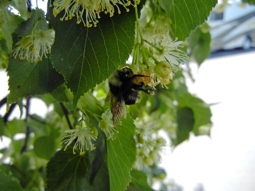 A hapless bumble bee feeds from the flowers of the neonic-treated linden tree.
