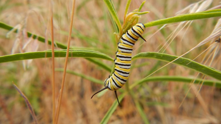 A striped monarch caterpillar climbs on narrow leaves and stalks in an arid environment.