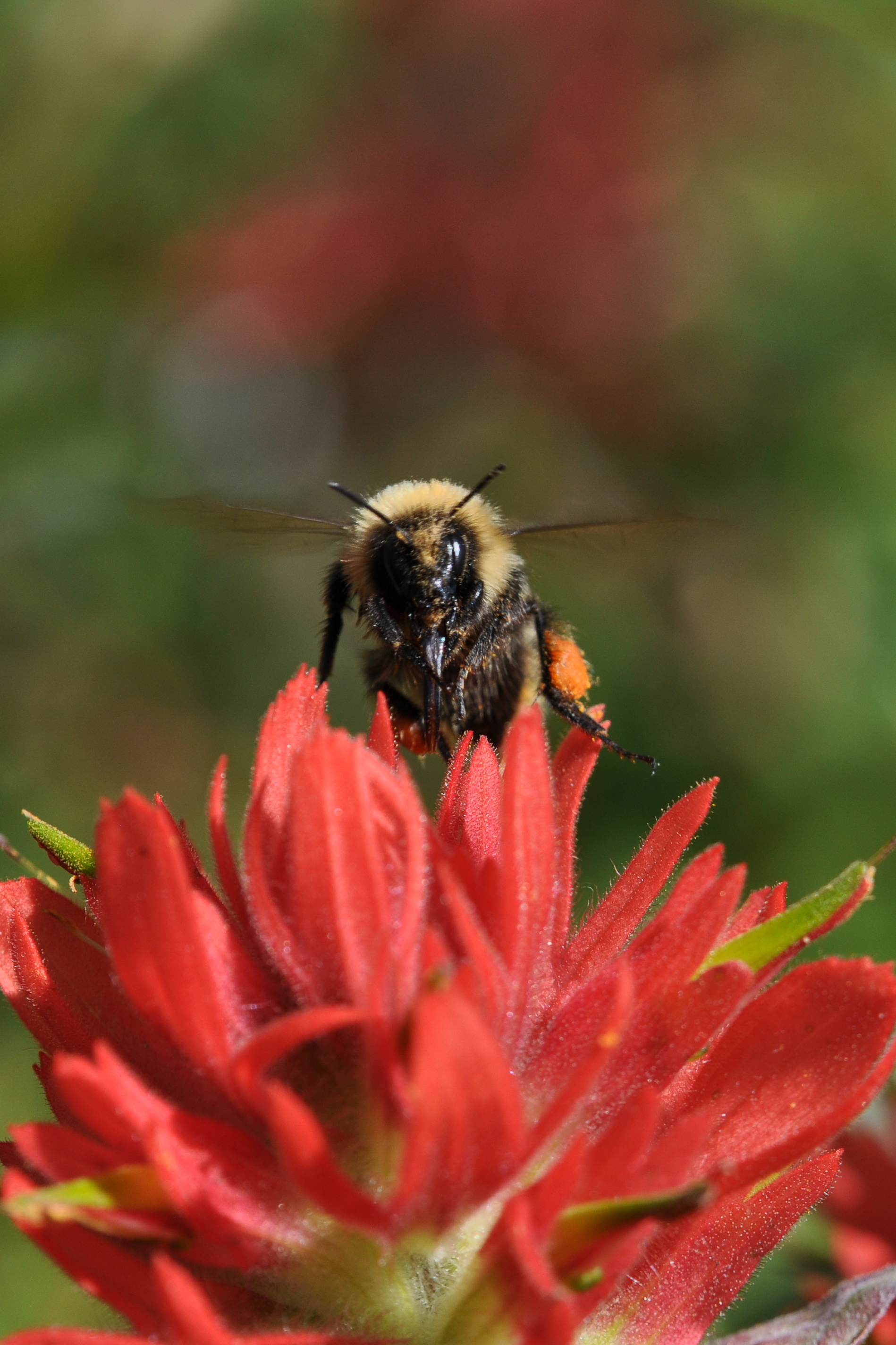 The high country bumble bee (Bombus kirbiellus) stares directly at the camera, with its wings blurred, and perched atop a red paintbrush blossom.