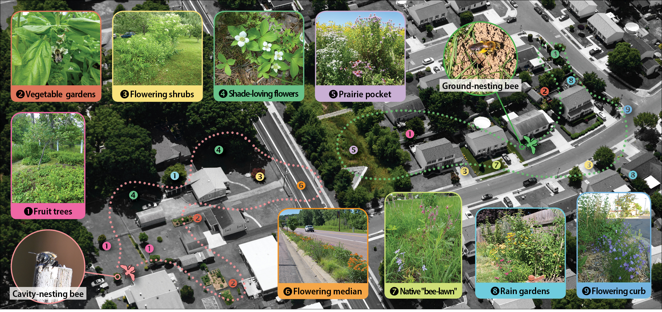 This diagram, superimposed over an aerial image of a housing development, shows the different types of habitat that can exist in yards and other urban areas, including fruit trees, vegetable gardens, flowering shrubs, shad-loving flowers, a "prairie pocket," and loose dirt suitable for ground-nesting bees.