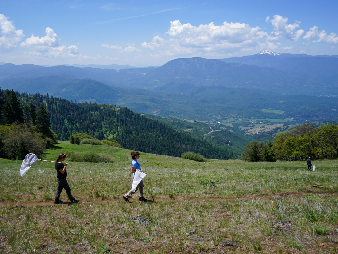 Amid a mountainous, meadow-strewn landscape, three people holding butterfly nets walk along a narrow, dirt trail.