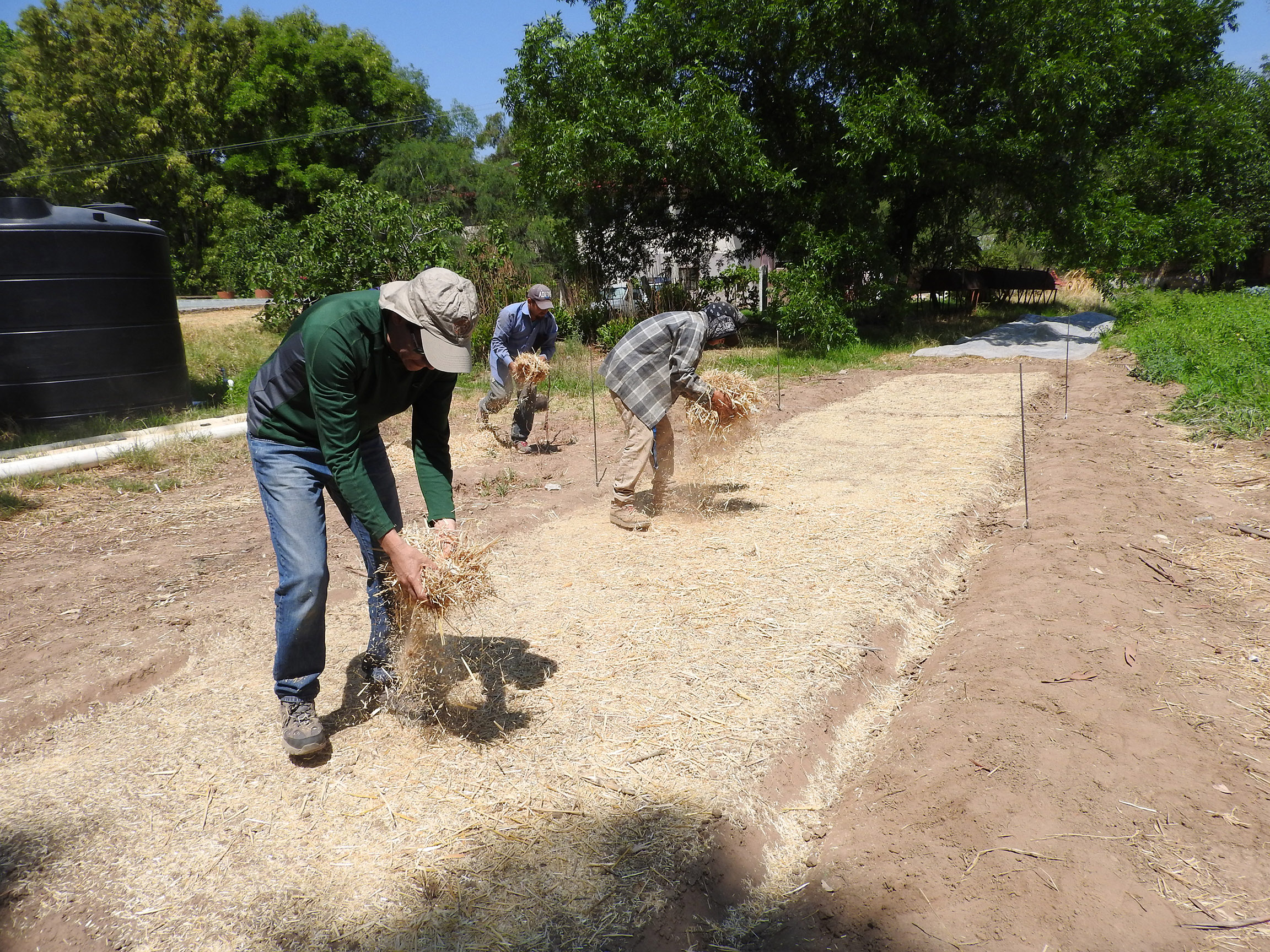 THree men work in the sunshine to scatter chopped straw over the newly seeded soil.
