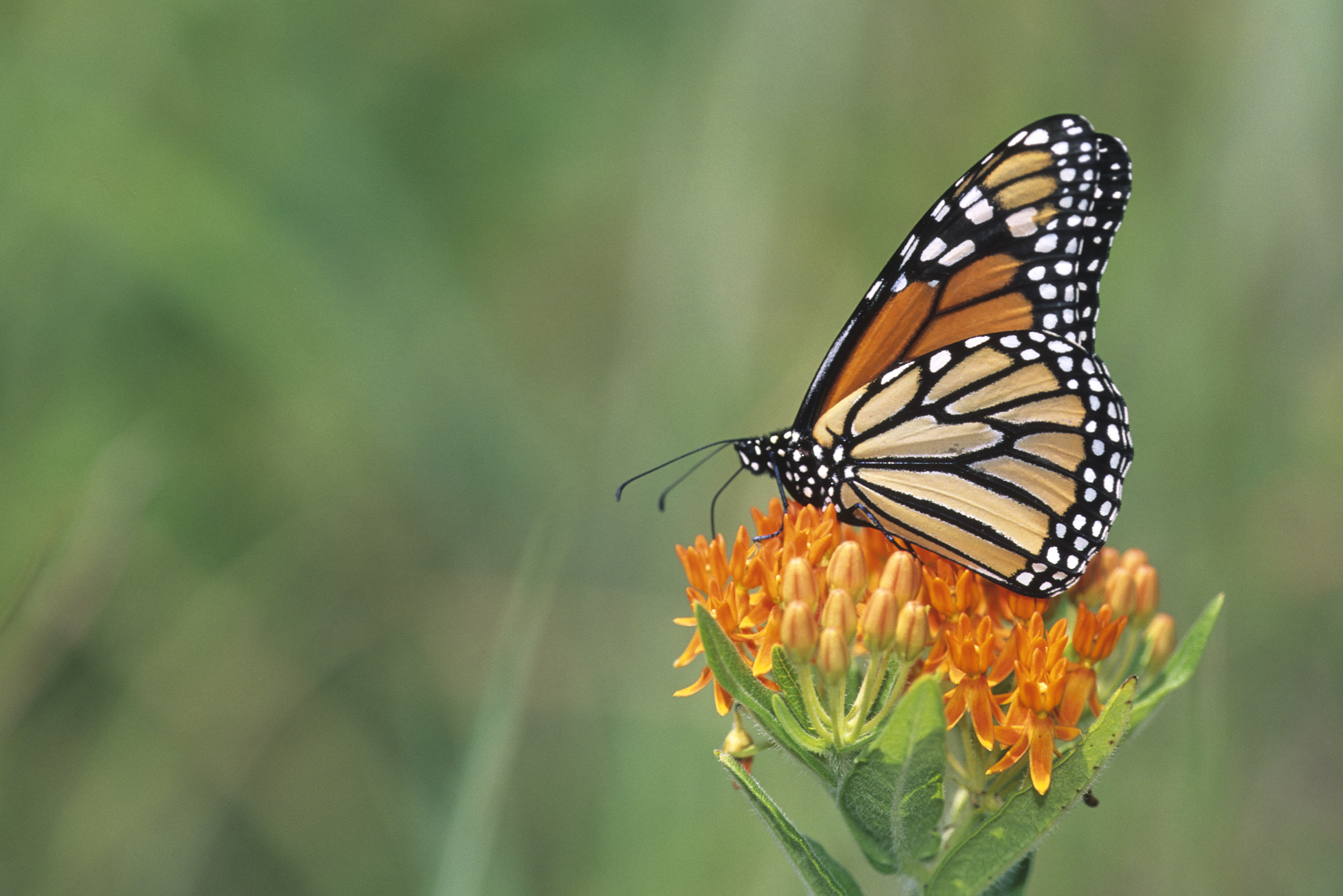 An orange monarch perches regally atop a flower. The green background is blurred out.