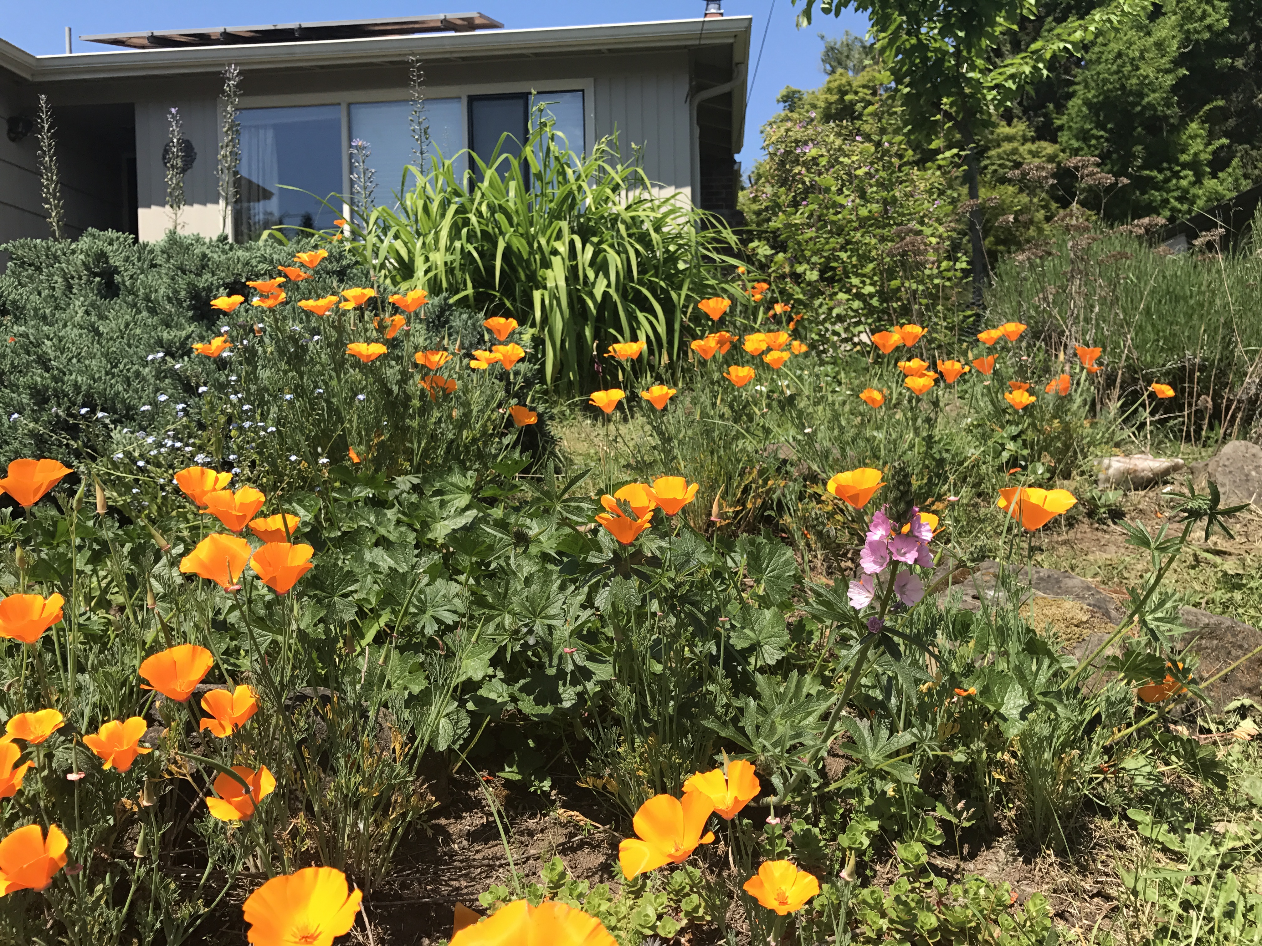 A front yard bursts with colorful blooms, most prominently, bright orange California poppies.