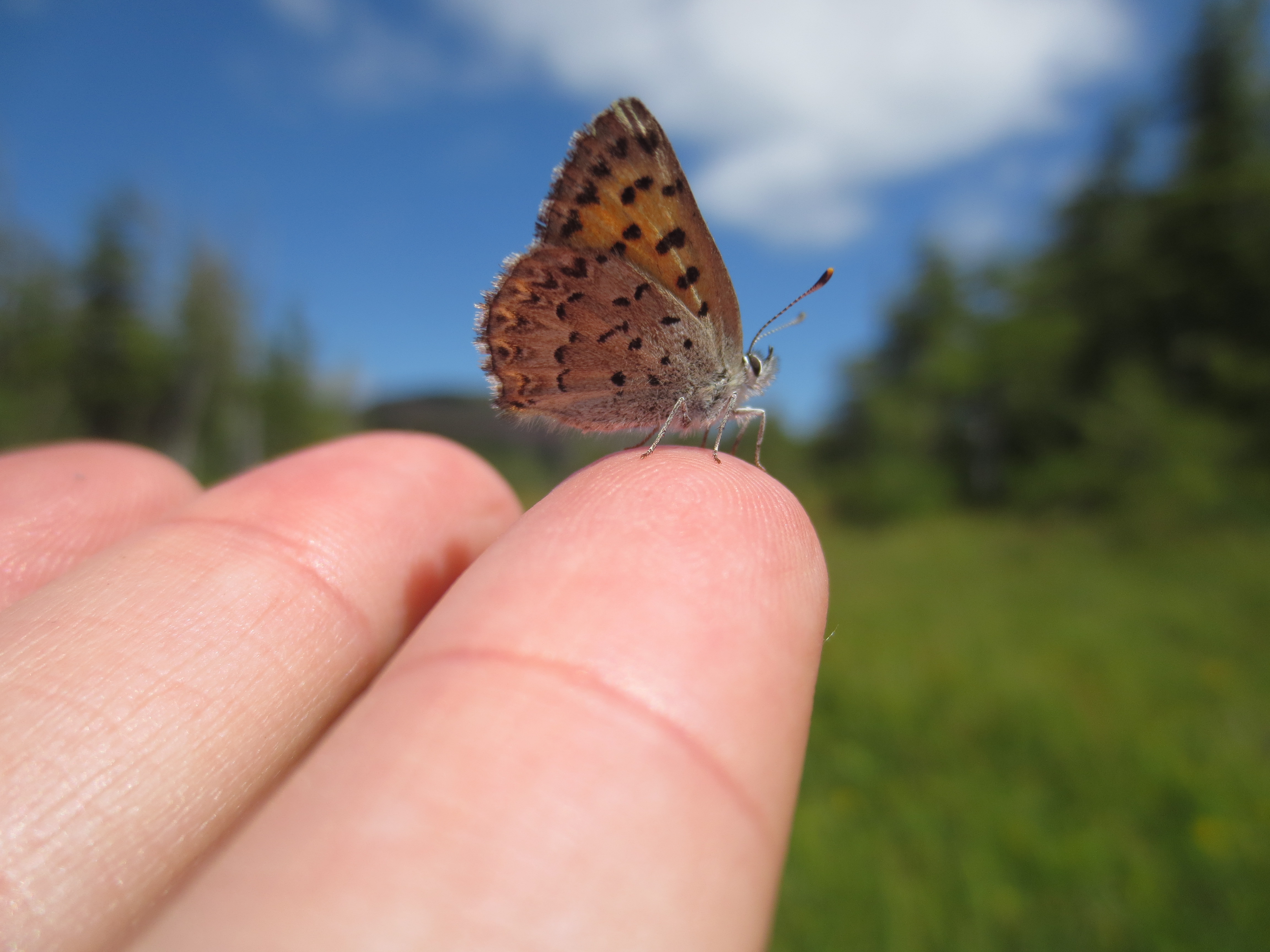 A small, orange, black, and white butterfly perches atop a person's fingers, with blue sky and green vegetation in the background.