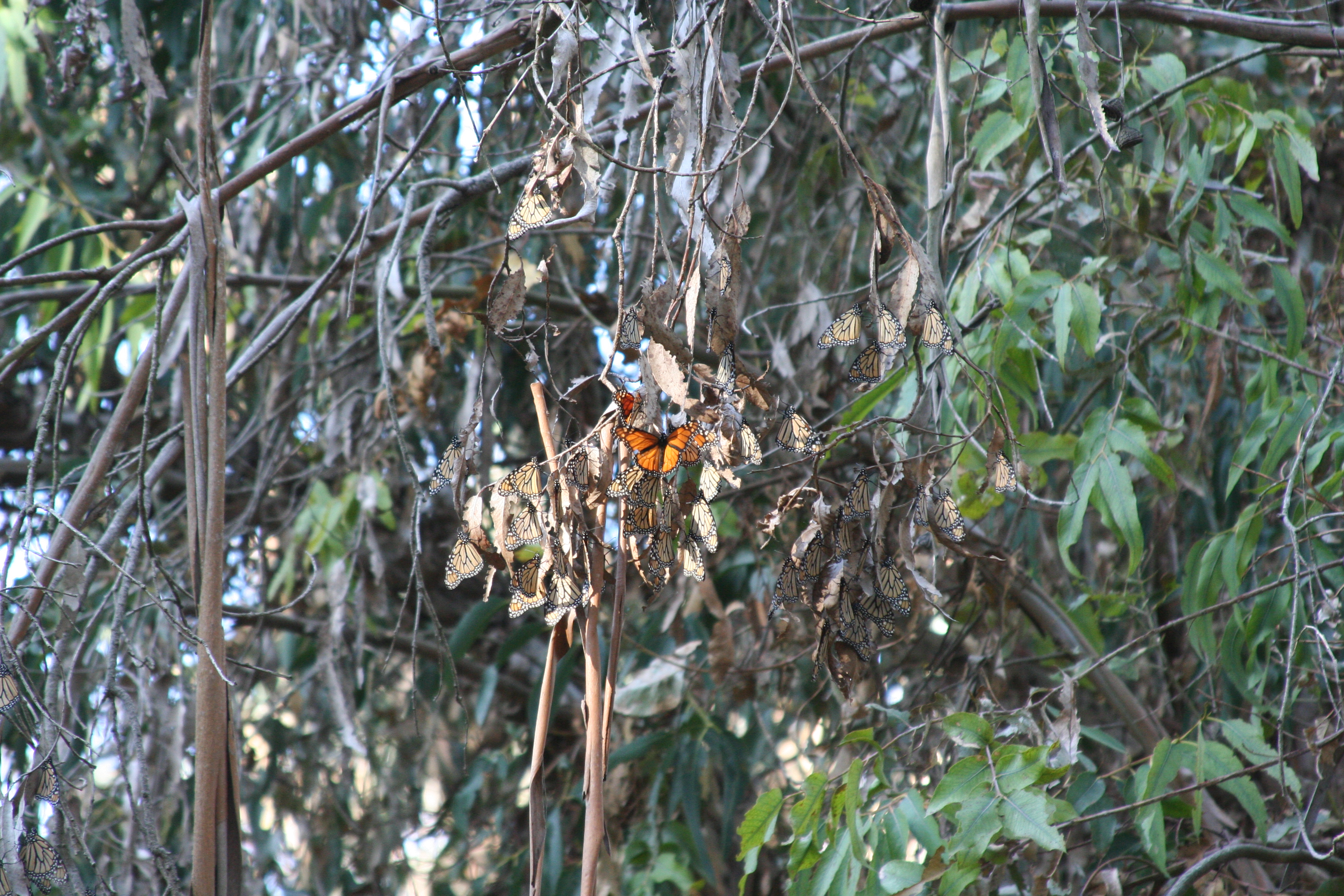 A small group of monarchs--most with their wings closed, making them look duller in color and more like dead leaves--cluster on a branch.