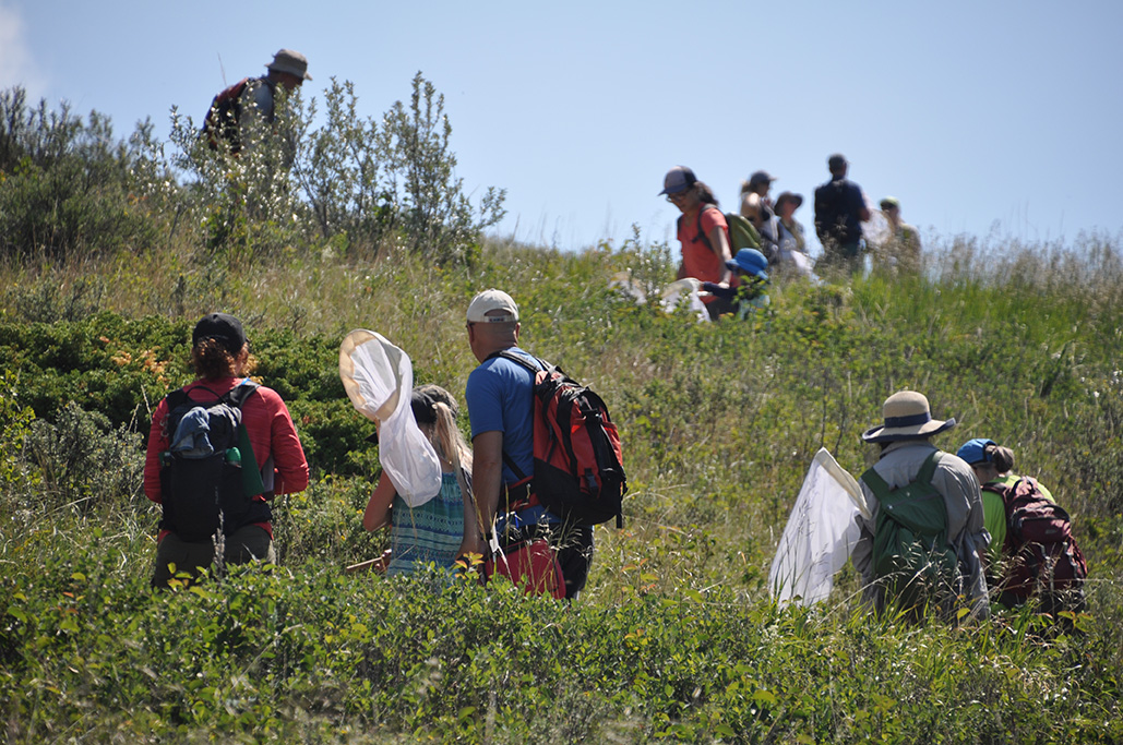 People scattered around a hillside carry nets and look toward the ground.