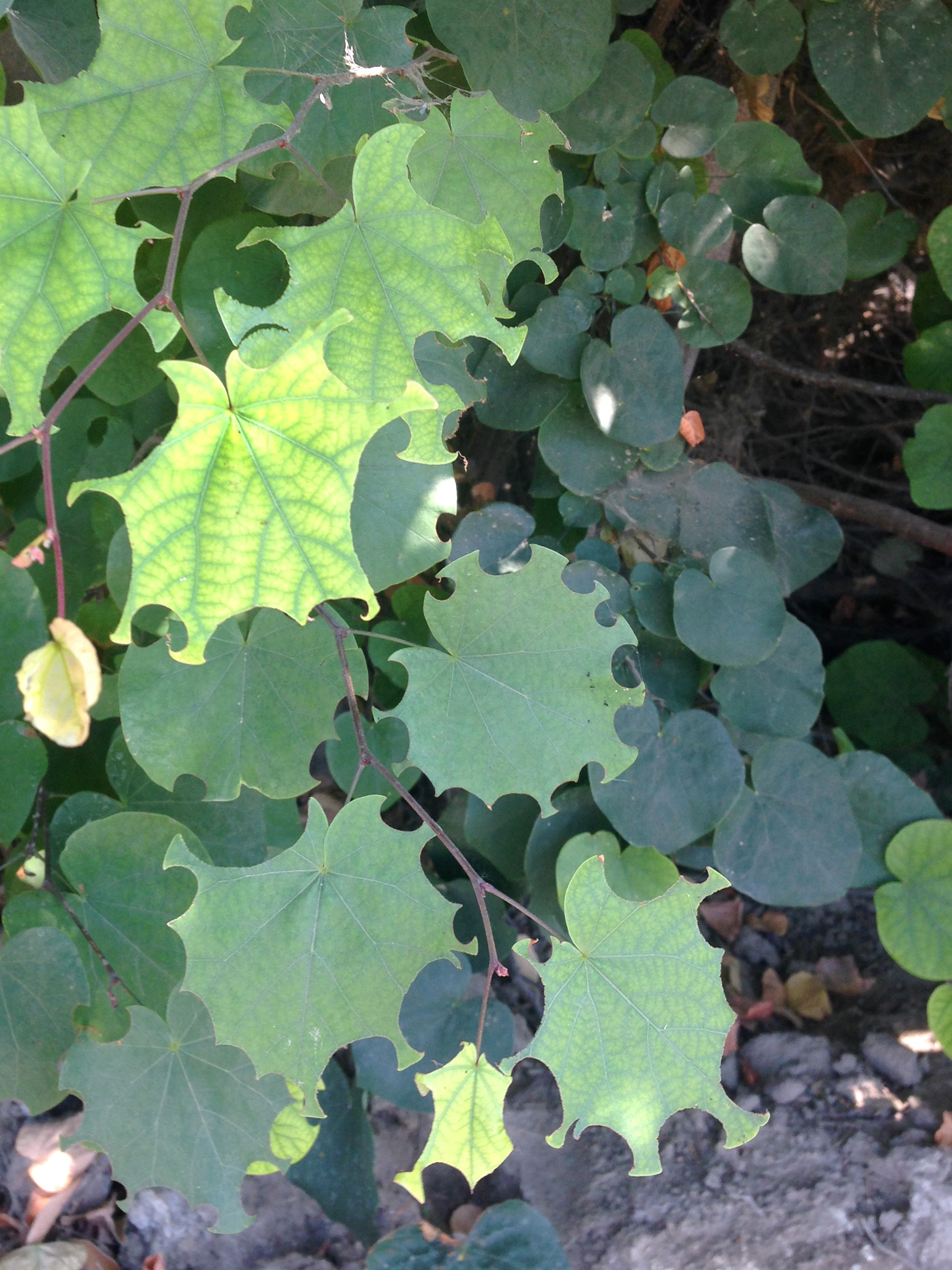 Round leaves have circular cutouts removed from the edges at regular intervals.