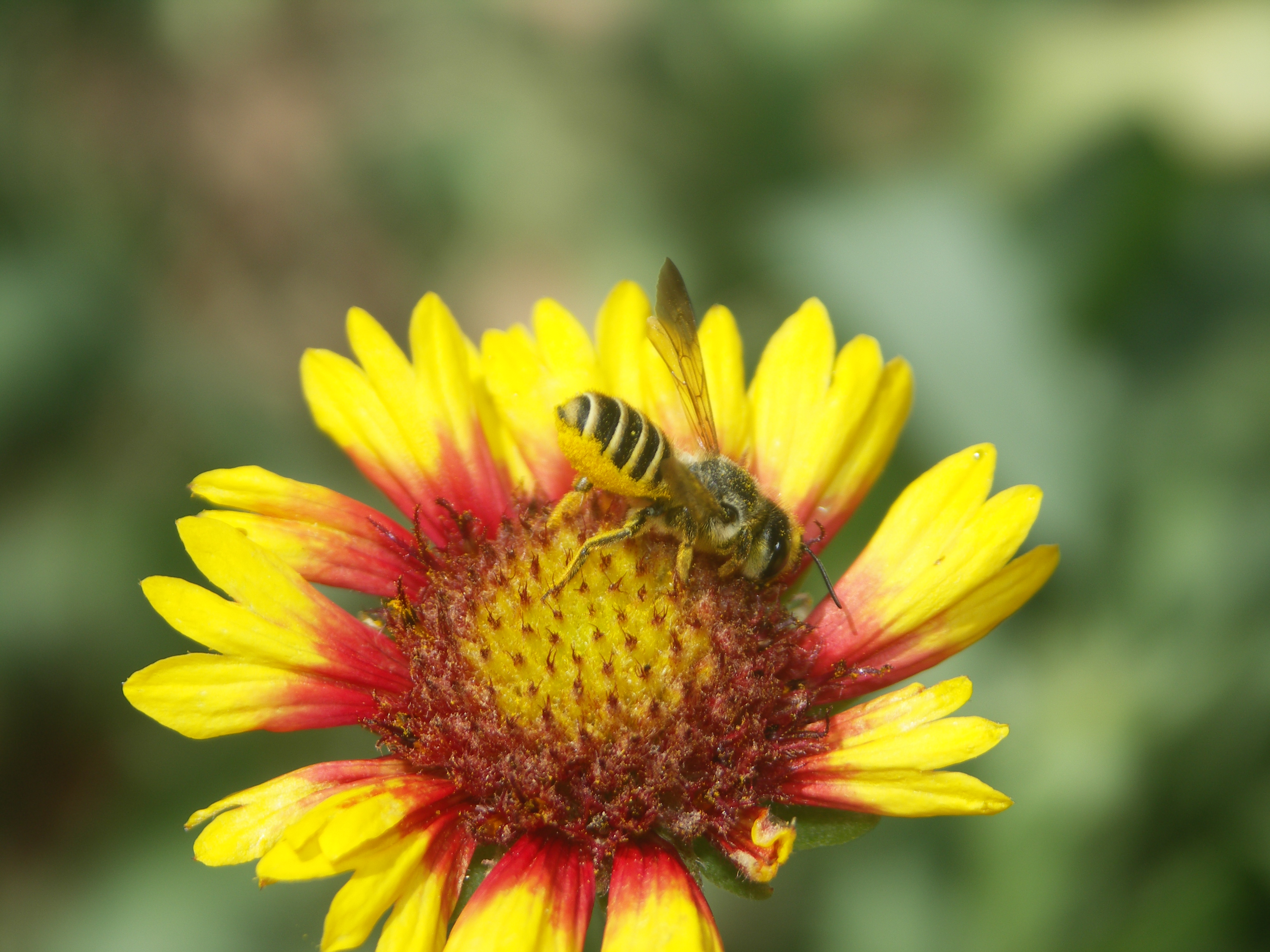 Leafcutter bee on red and yellow colored blanketflower