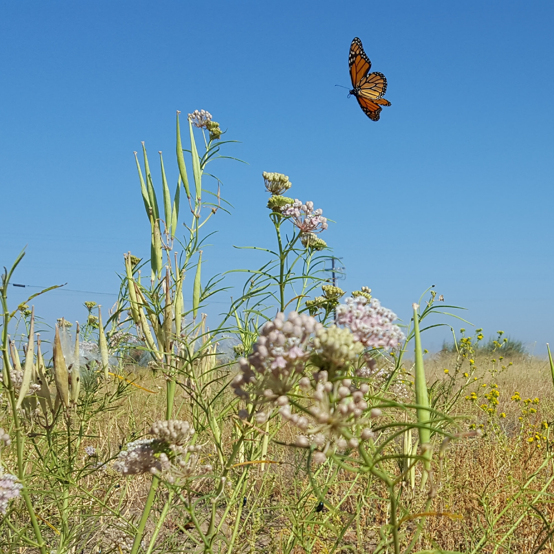 A monarch soars above pink milkweed in an arid landscape.