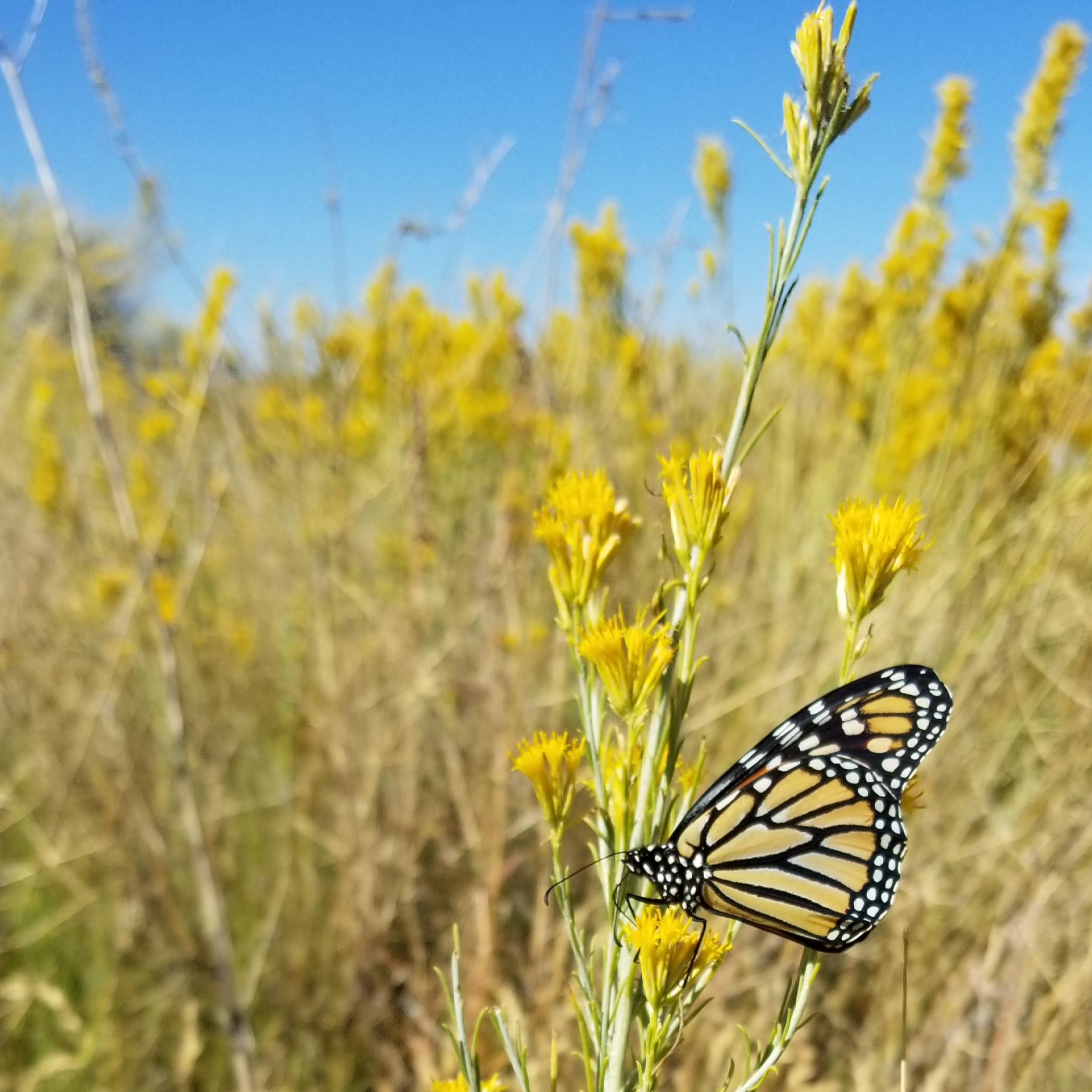 A monarch clings to a stalk bursting with yellow flowers, in an arid landscape.
