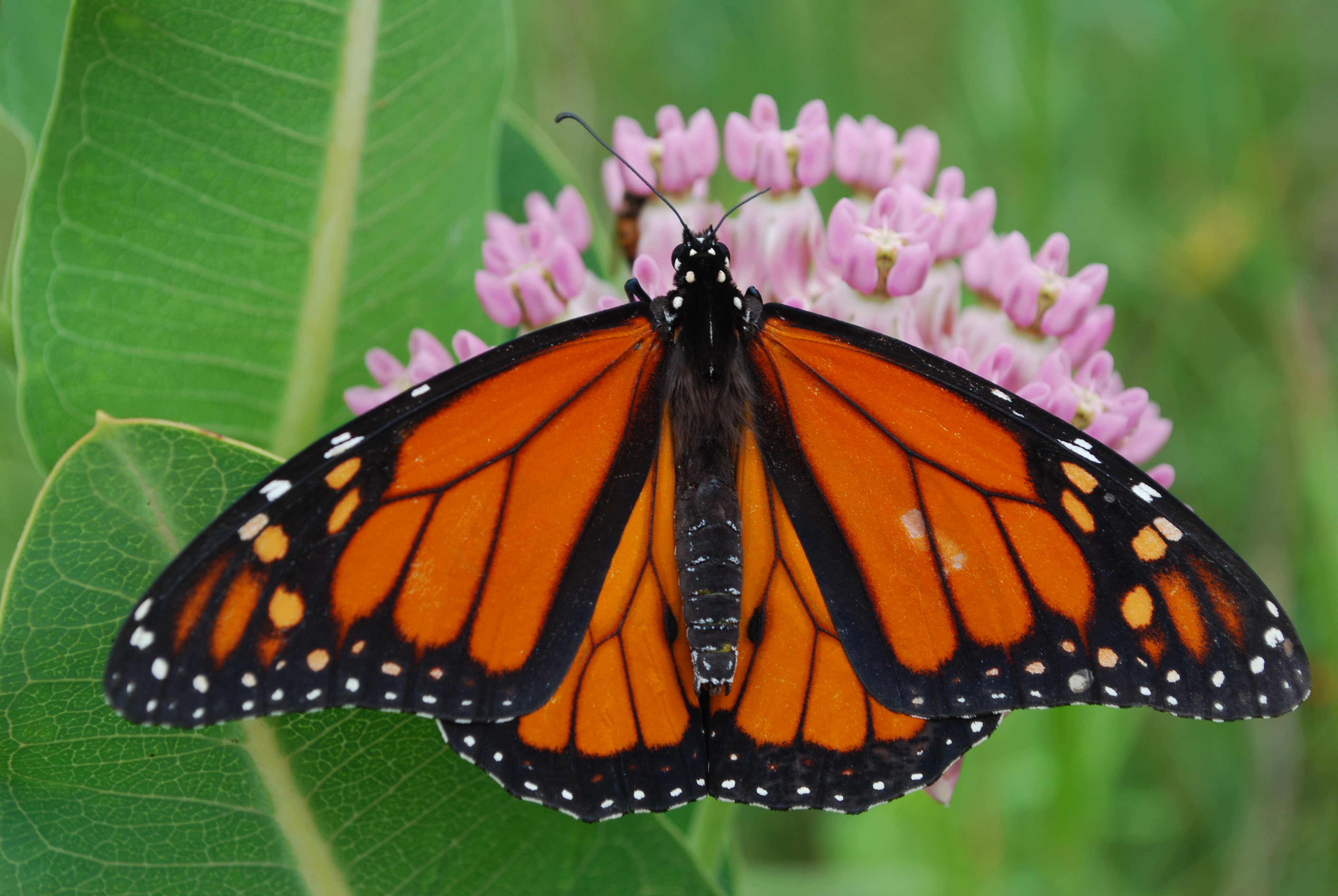 A bright orange and black monarch perches atop bright pink milkweed blossoms.