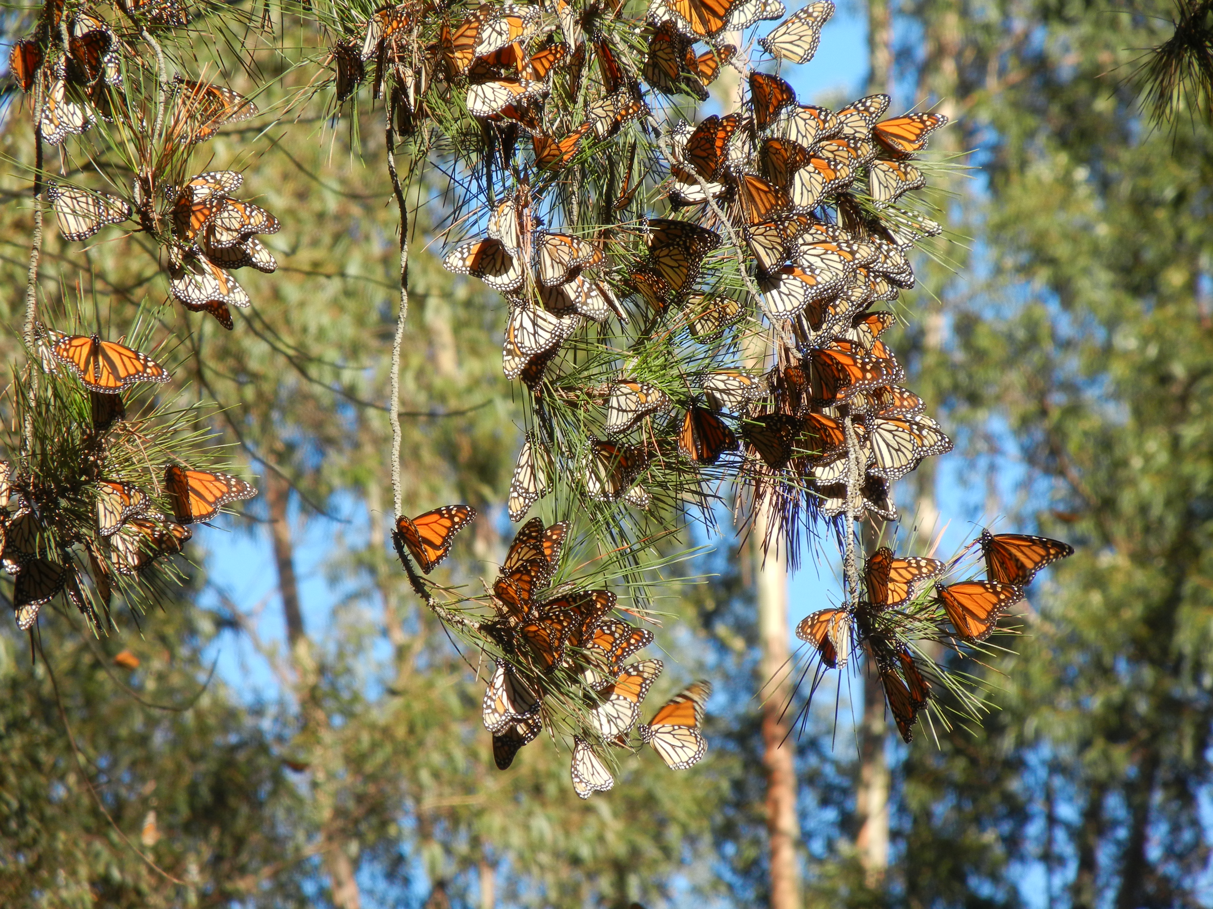 A large group of monarch butterflies clings to a pine branch, with blue sky in the background. The butterflies with closed wings are a dull orange-brown, resembling dead leaves. The butterflies with open wings are bright orange.