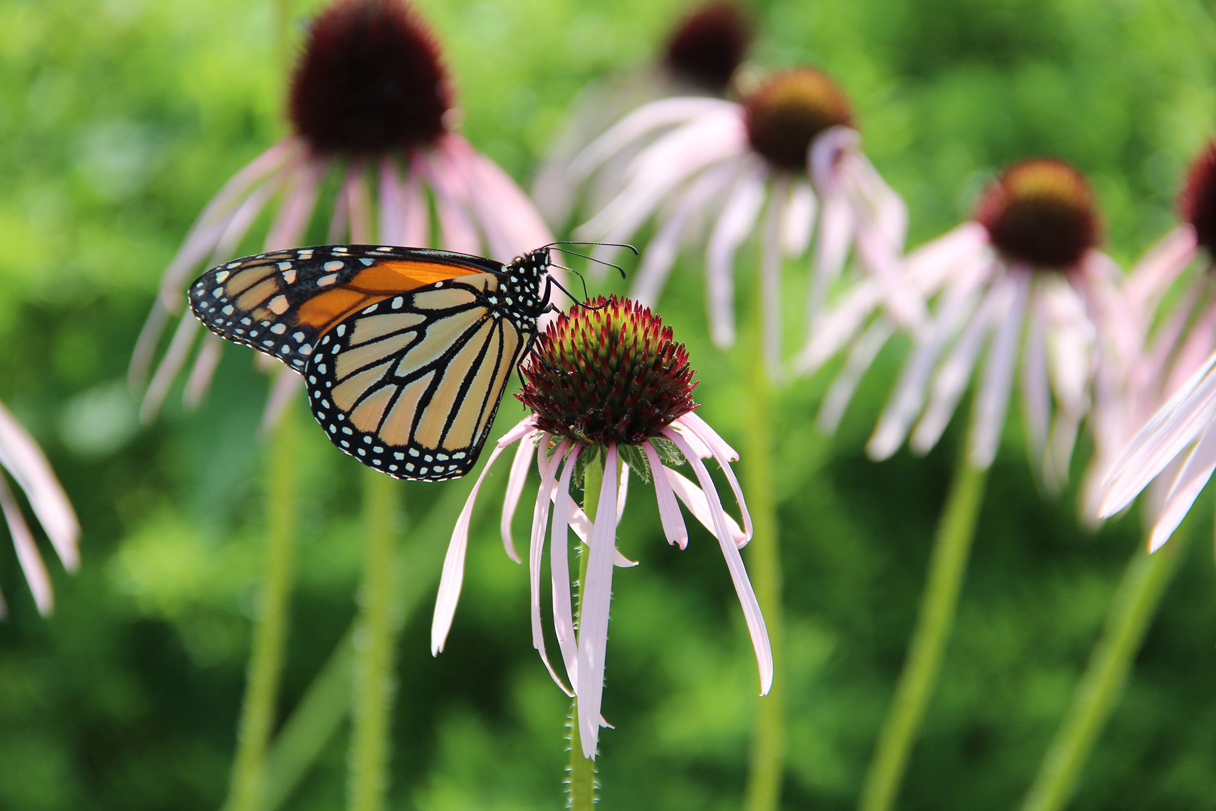 "The monarch may be America’s best-known butterfly. In December, the U.S. Fish and Wildlife Service announced that, despite significant losses in numbers, it would not protect the monarch under the Endangered Species Act. (Photo: Jennifer Hopwood.)"