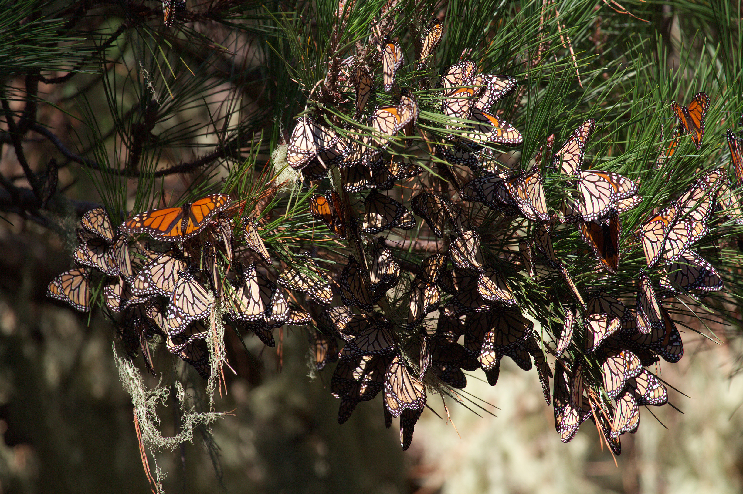"Monarchs in western North America, the population that overwinters in California, have declined dramatically in recent years. This photo was taken in 2010 at Point Lobos. The trees in many overwintering sites are now bare of butterflies. (Photo: Xerces Society / Candace Fallon.)"