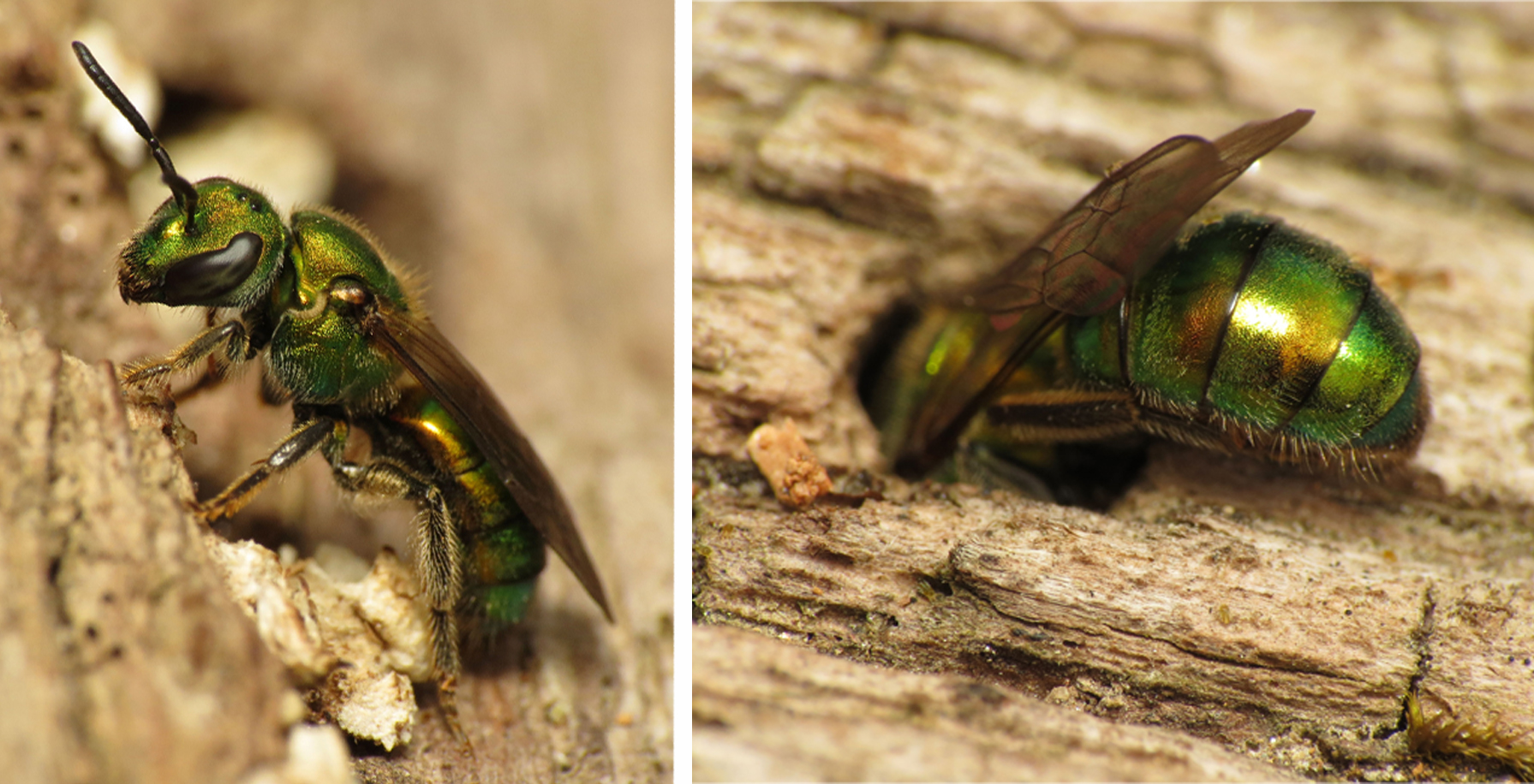 In this two-part graphic, a metallic green bee first is posed near a hole in reddish-tan wood, and then starts to climb headfirst into it.