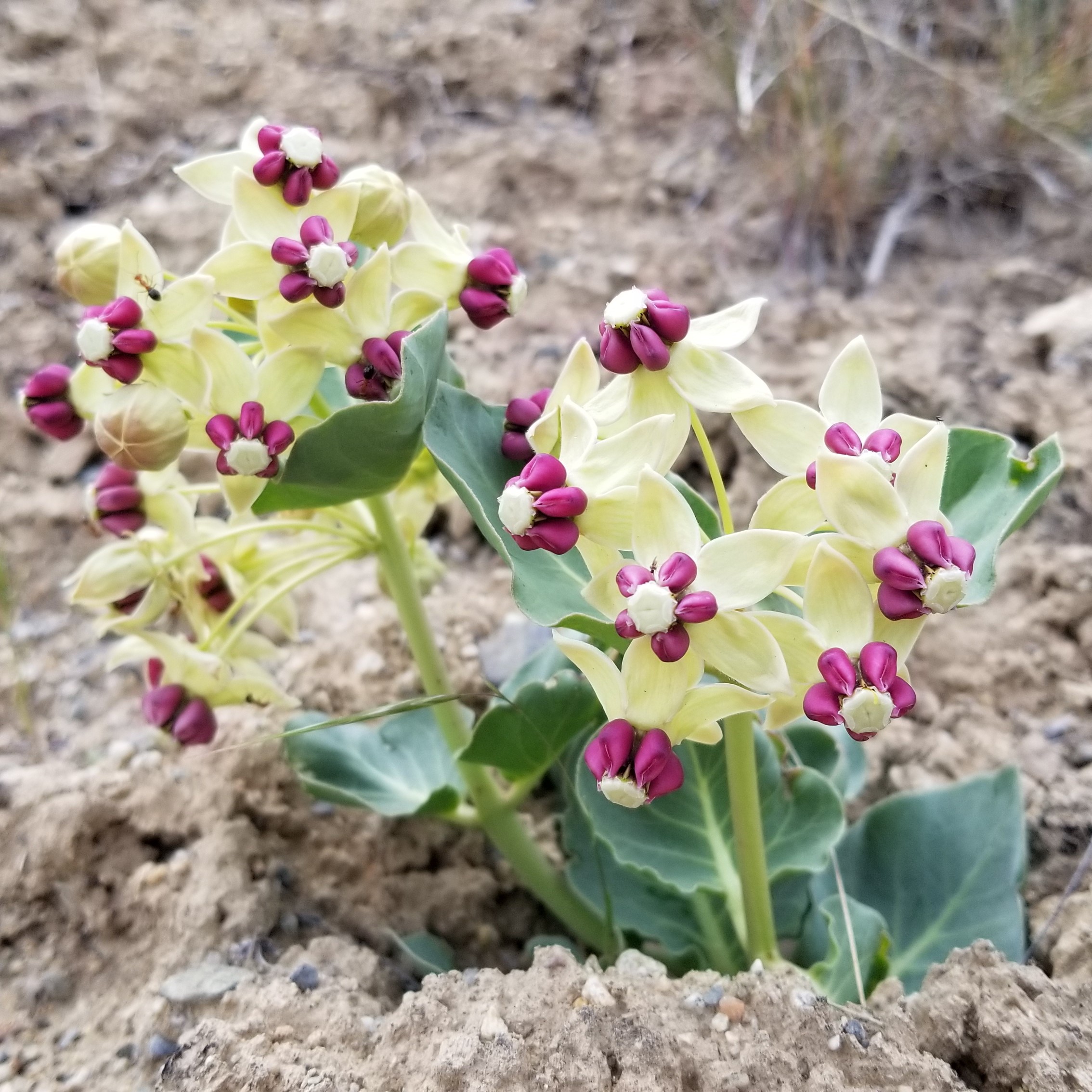 A small milkweed plant is in bloom with yellow and pink petals in open, dry soil.