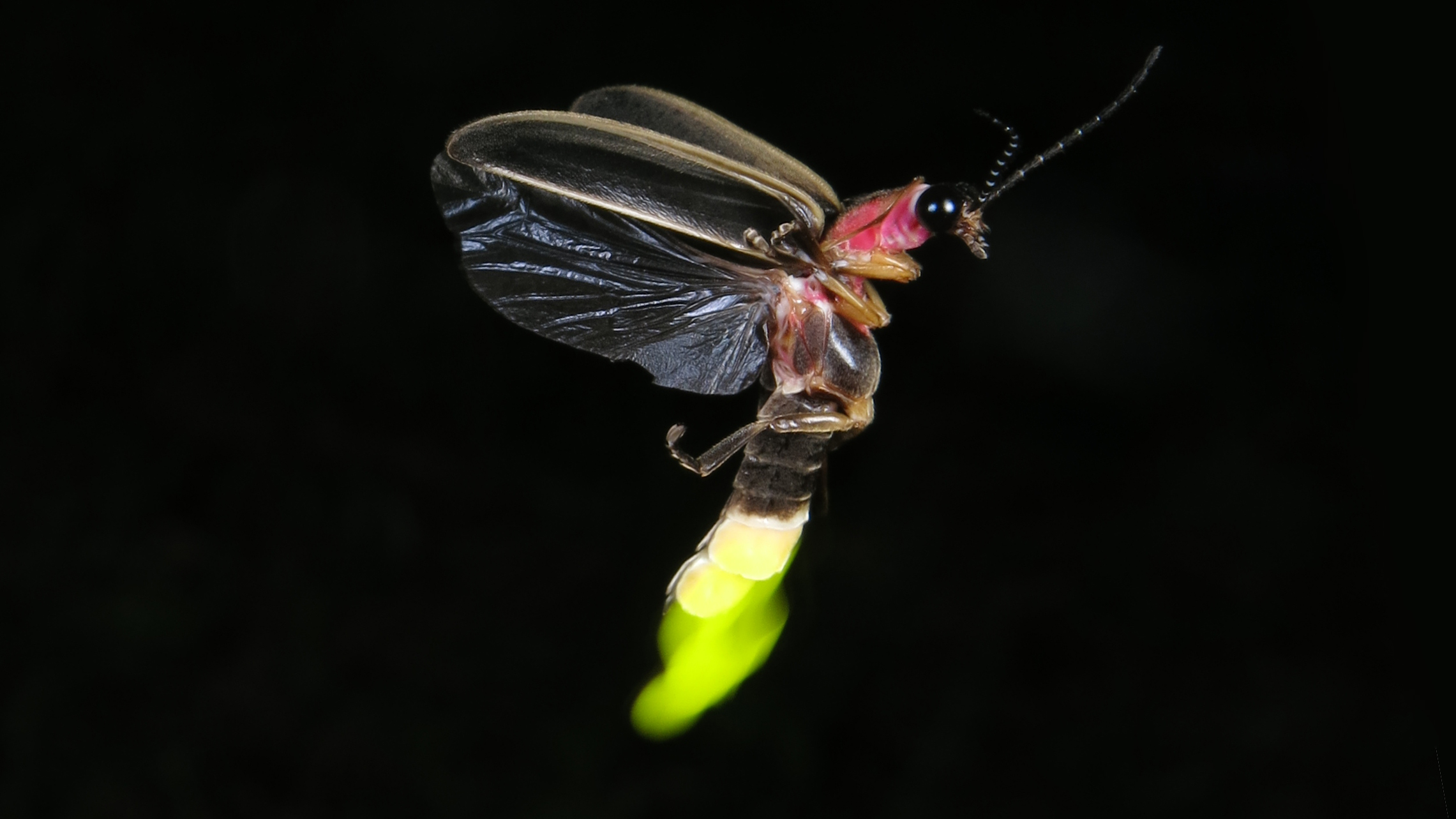 A firefly flashes green light while in flight.